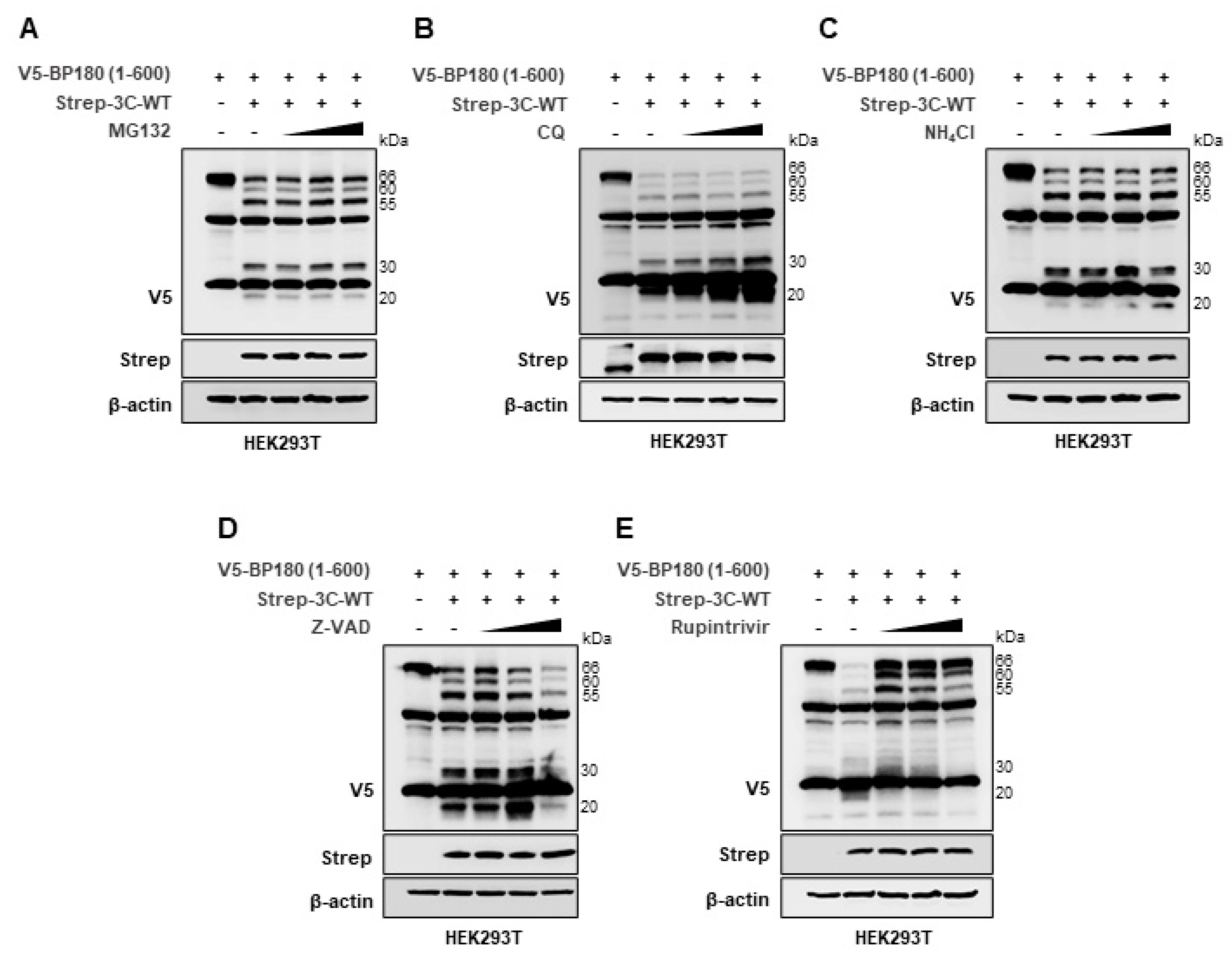 Viruses 14 02060 g002