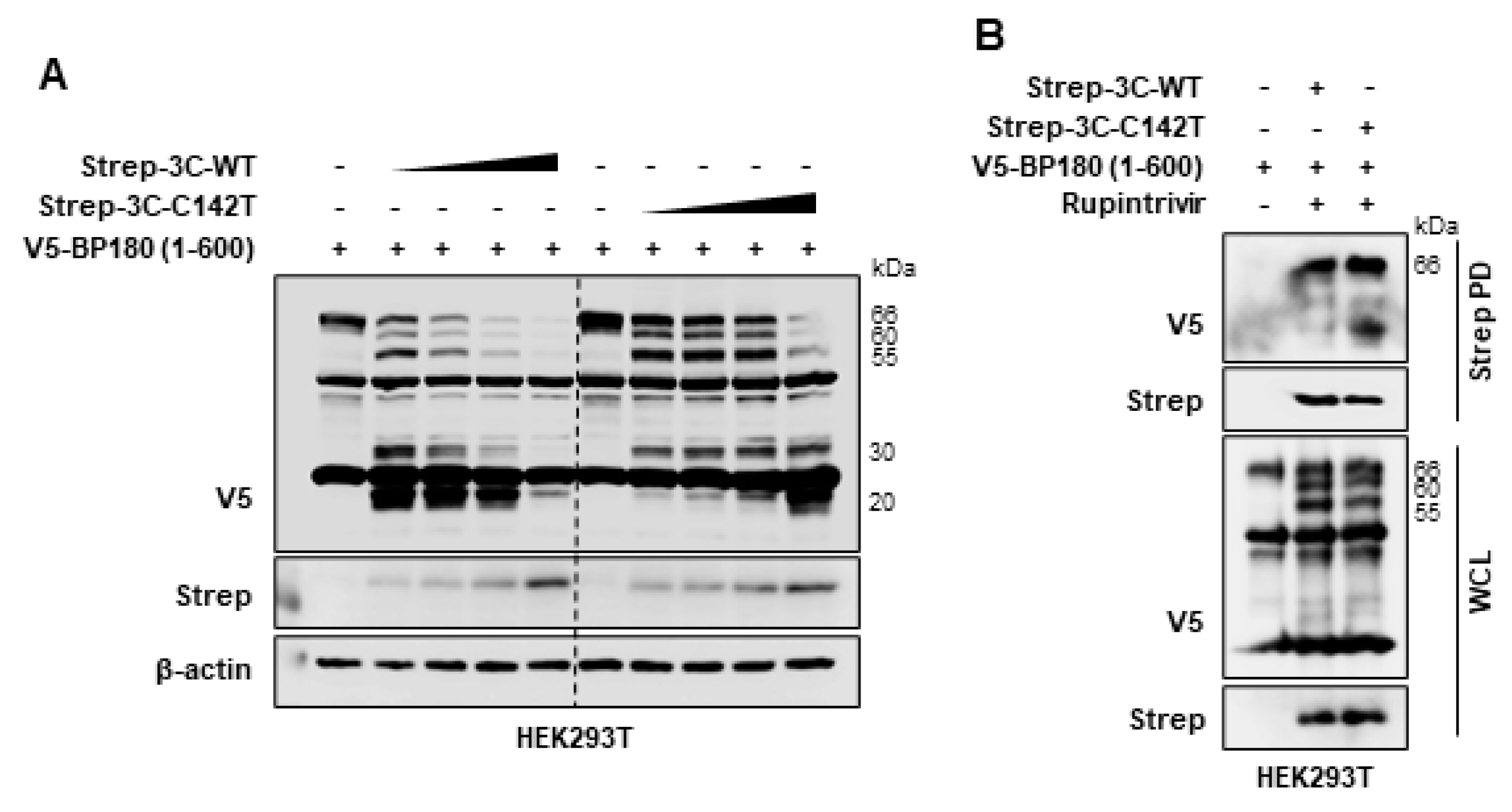 Viruses 14 02060 g003