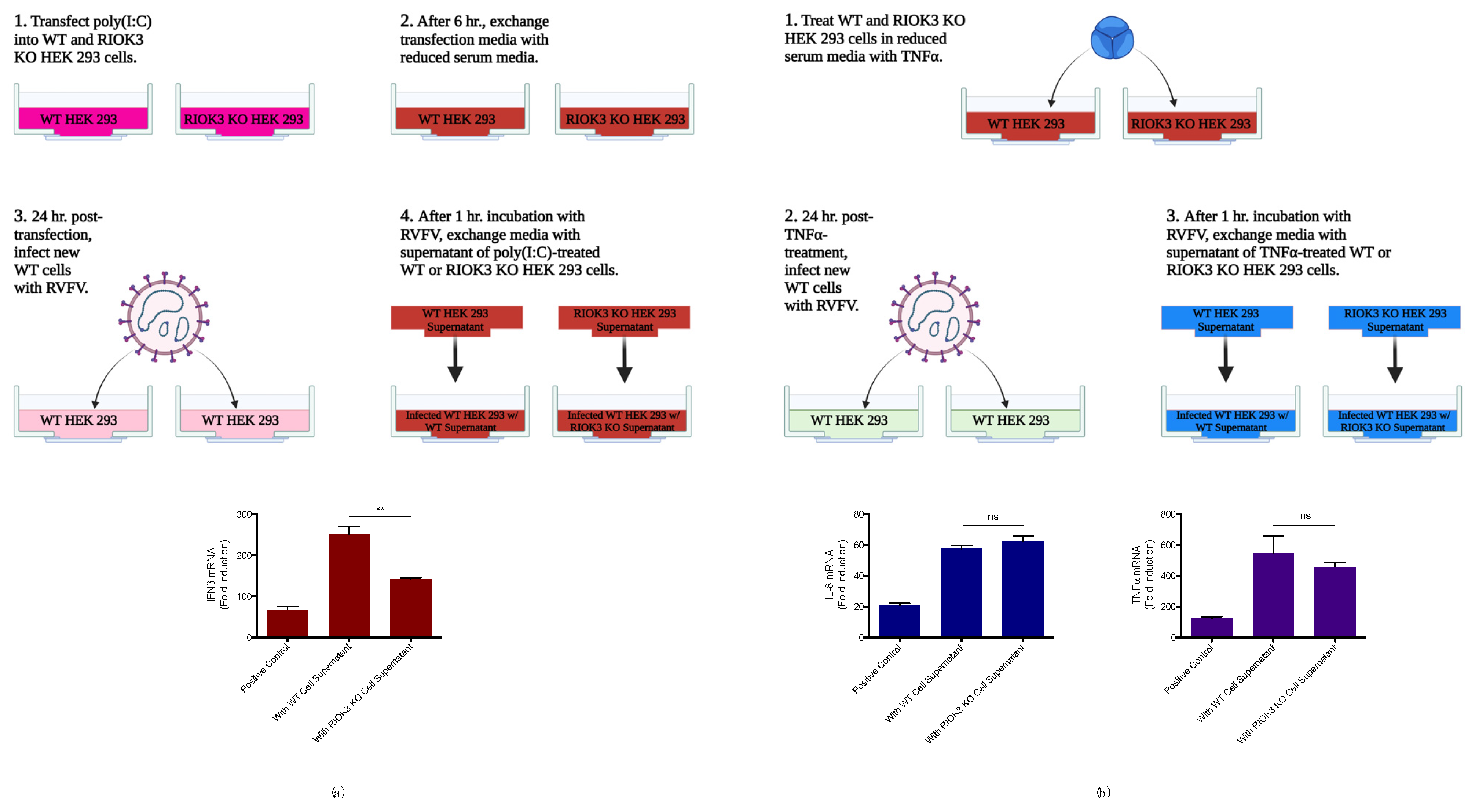 Viruses 14 02064 g002 Viruses 14 02064 g002