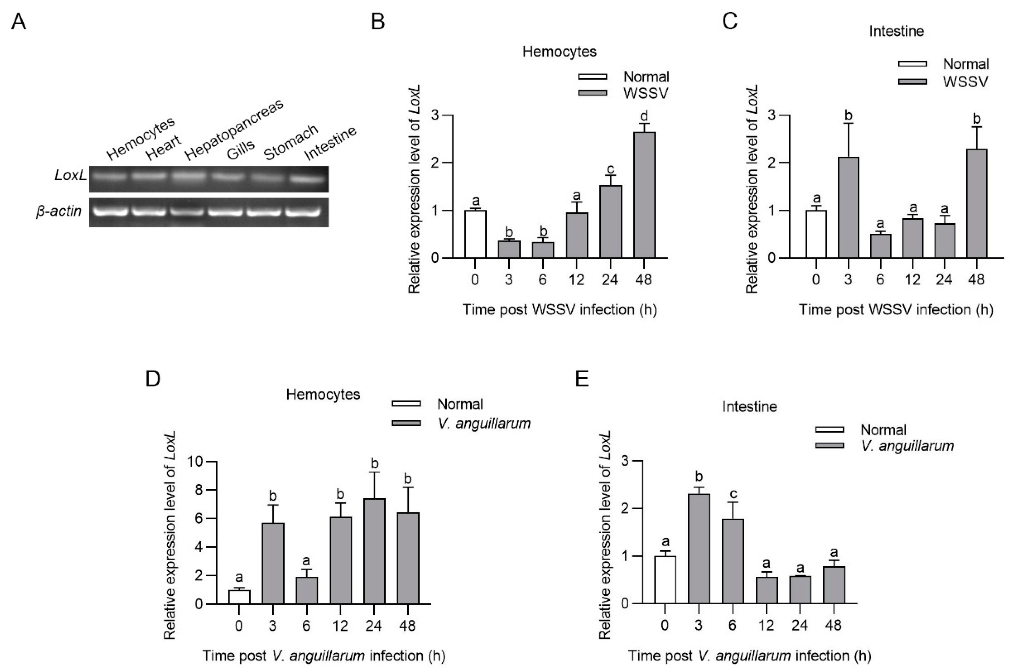 Viruses 14 02072 g001