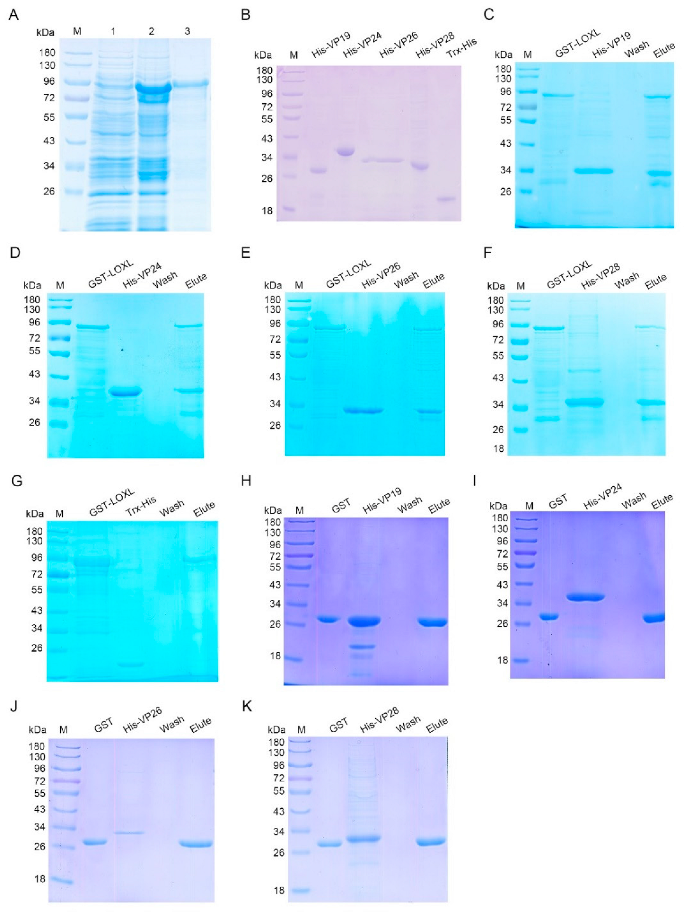 Viruses 14 02072 g005