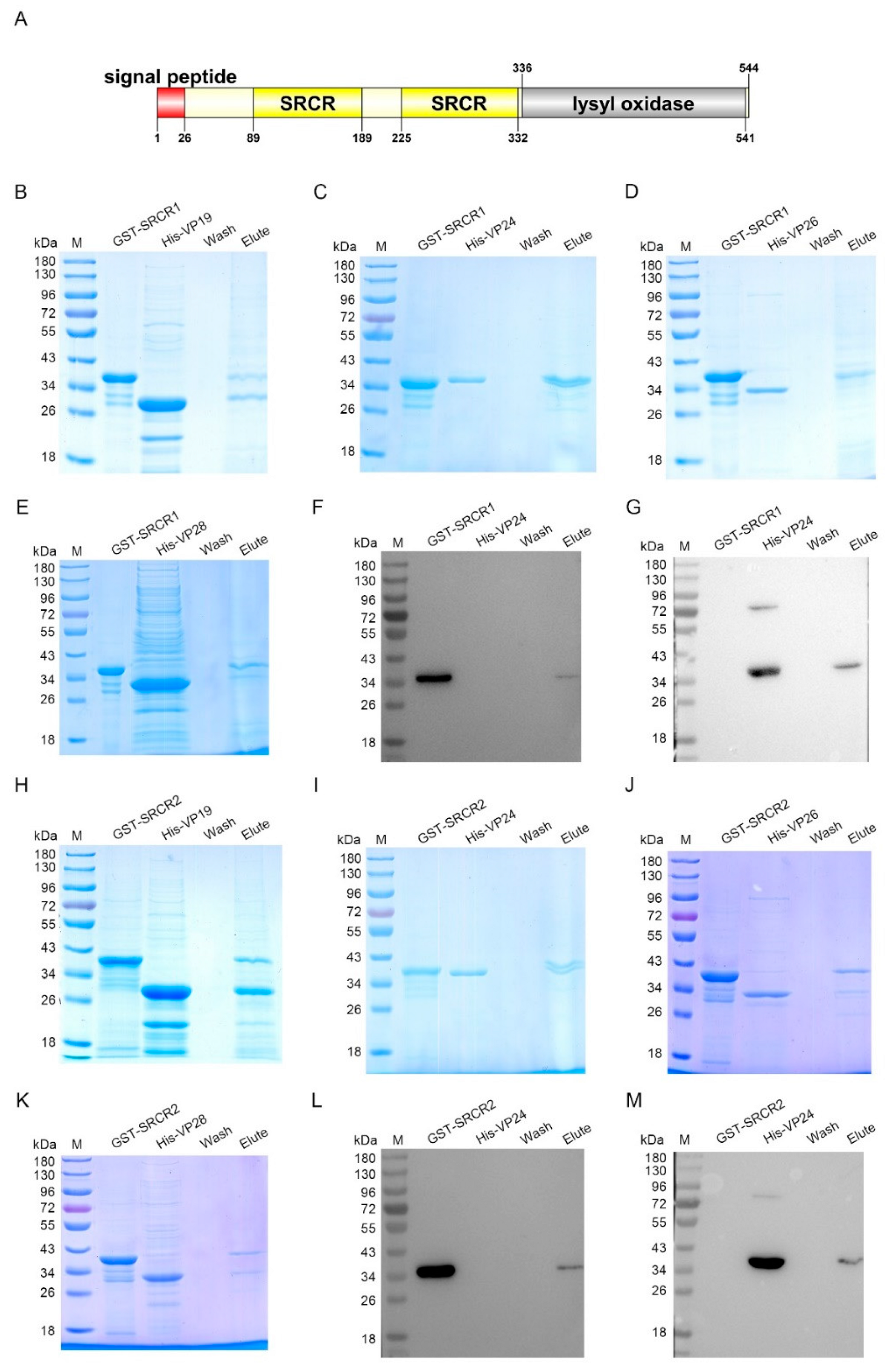 Viruses 14 02072 g006