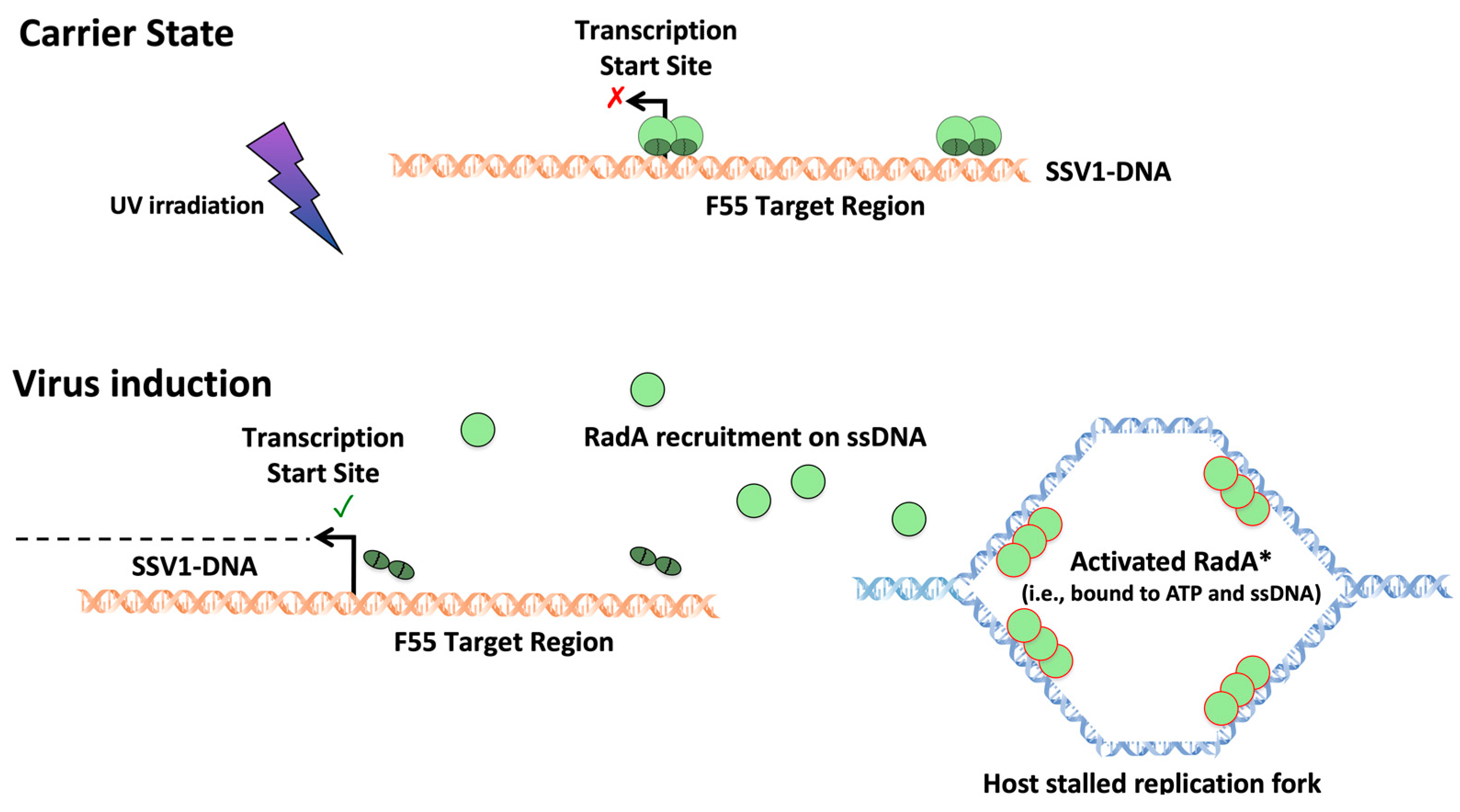 Viruses 14 02082 g005