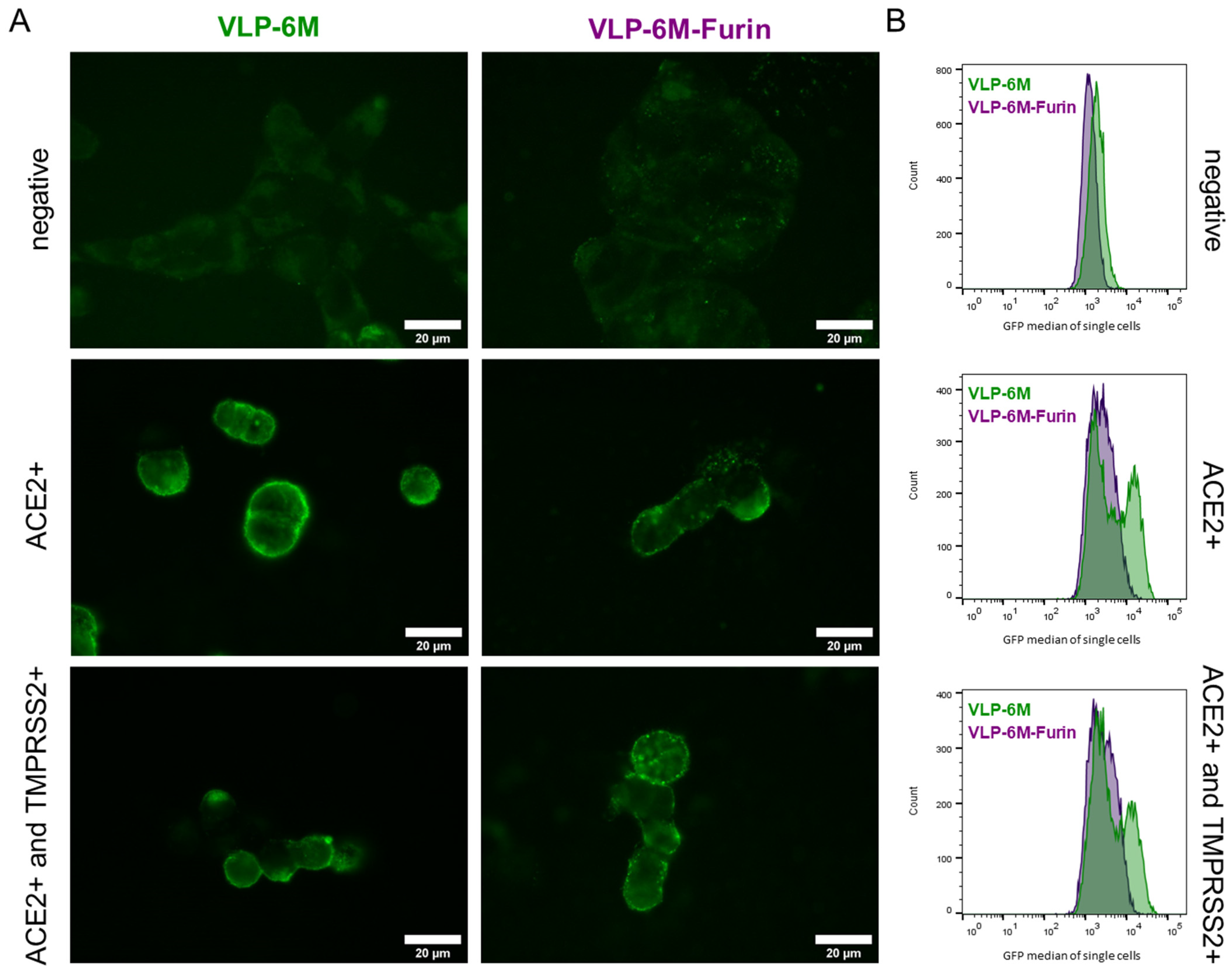 Viruses 14 02087 g003