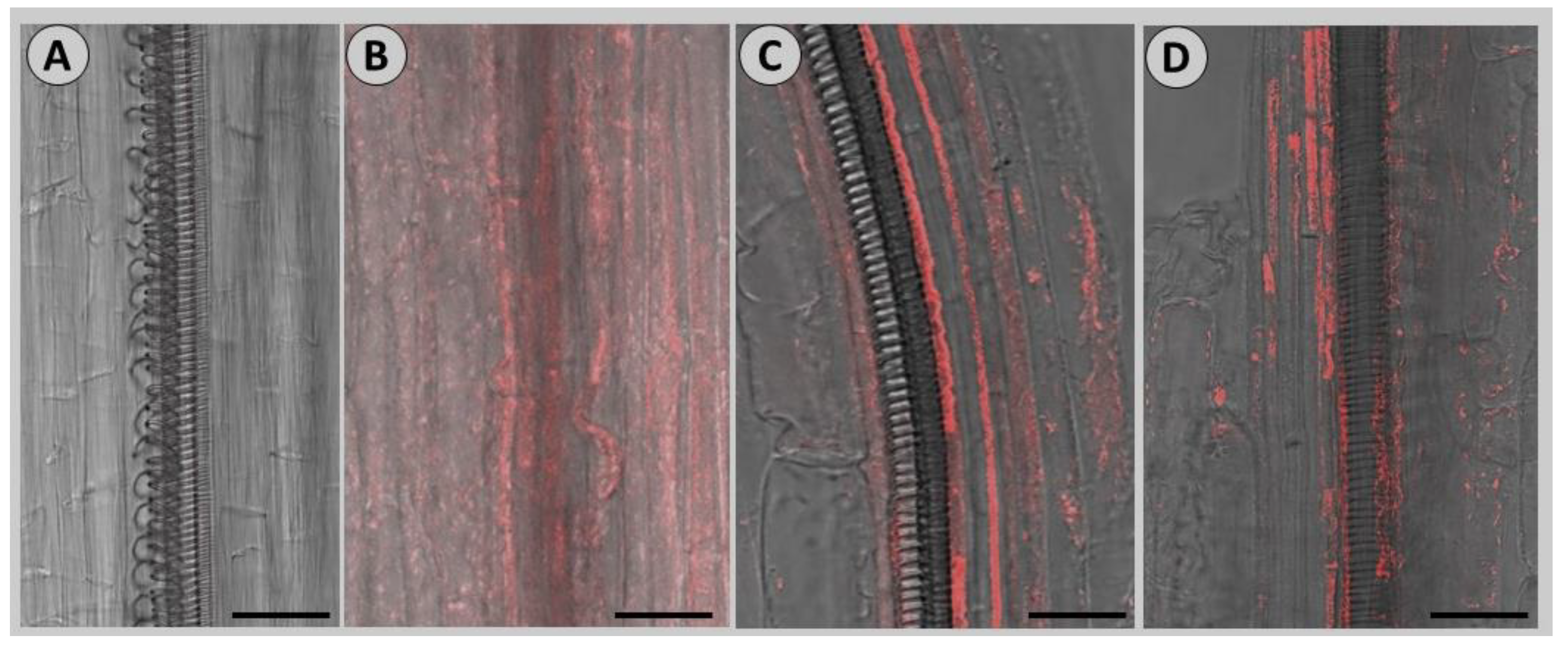 Viruses 14 02092 g002