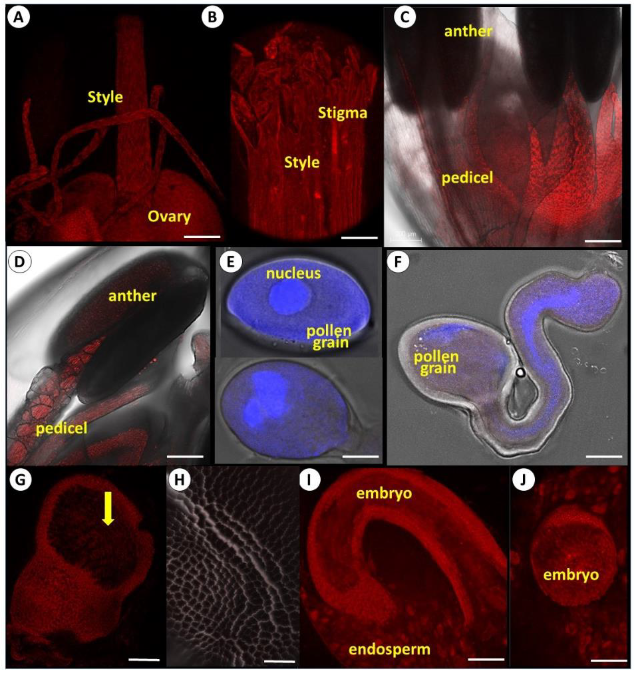 Viruses 14 02092 g005