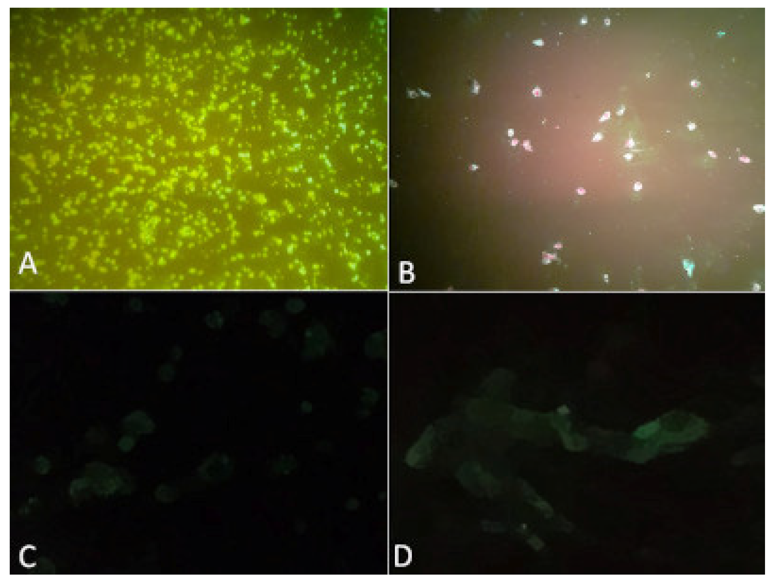 Viruses 14 02101 g002