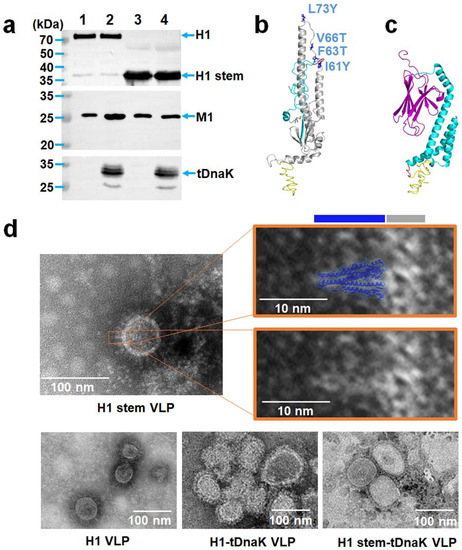 Viruses 14 02109 g002