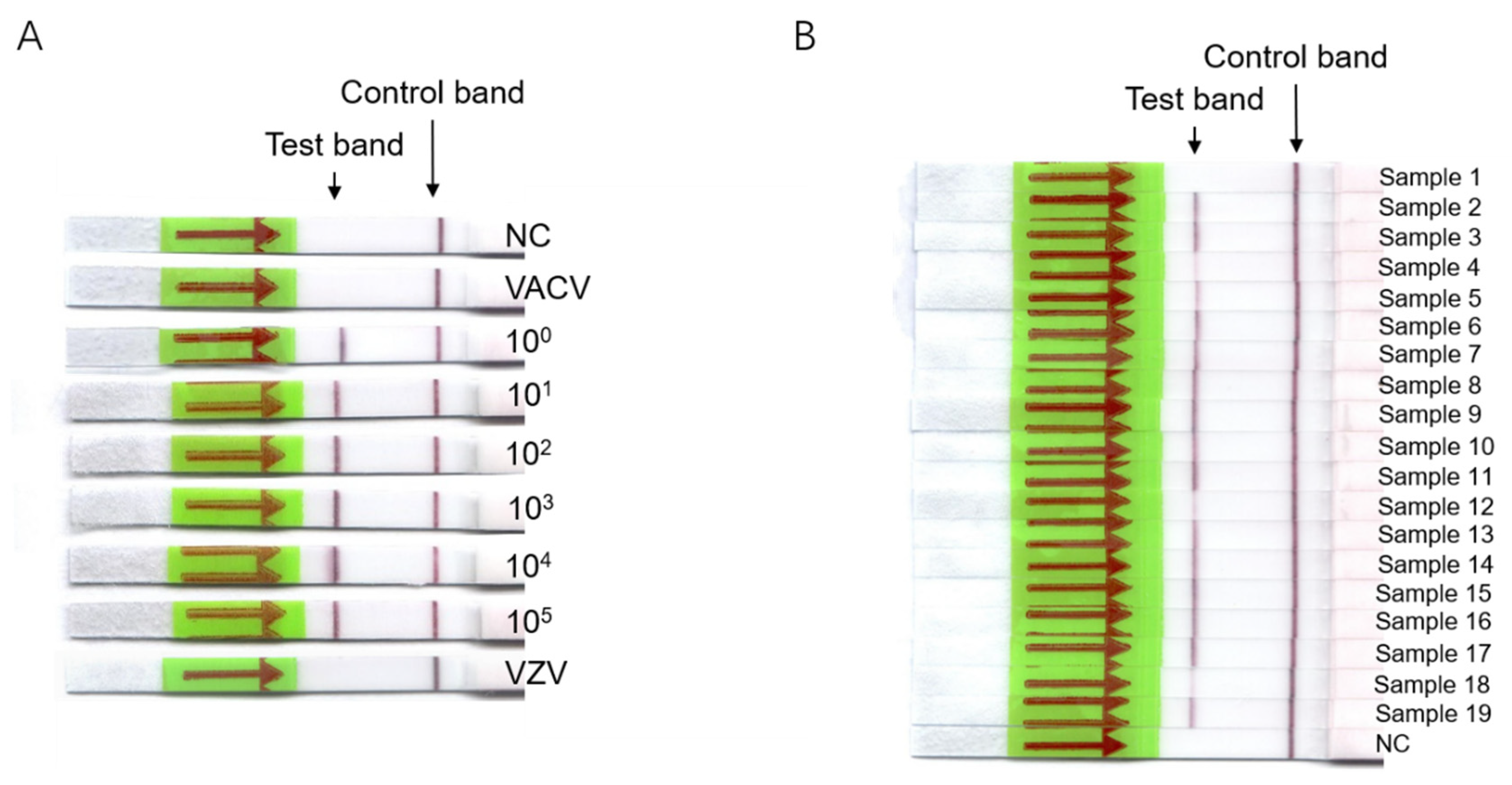 Viruses 14 02112 g002