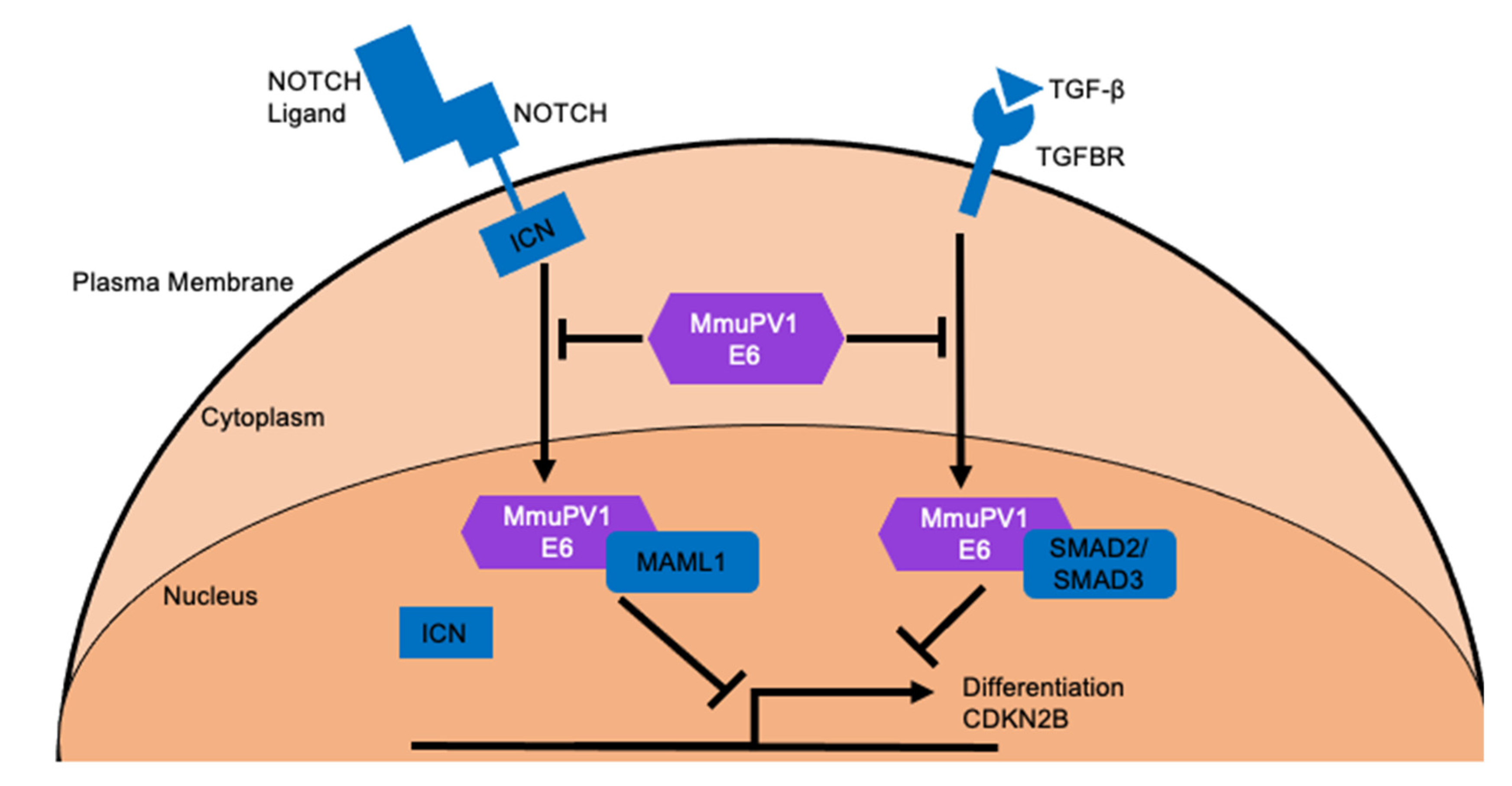 Viruses 14 02138 g003 Viruses 14 02138 g003