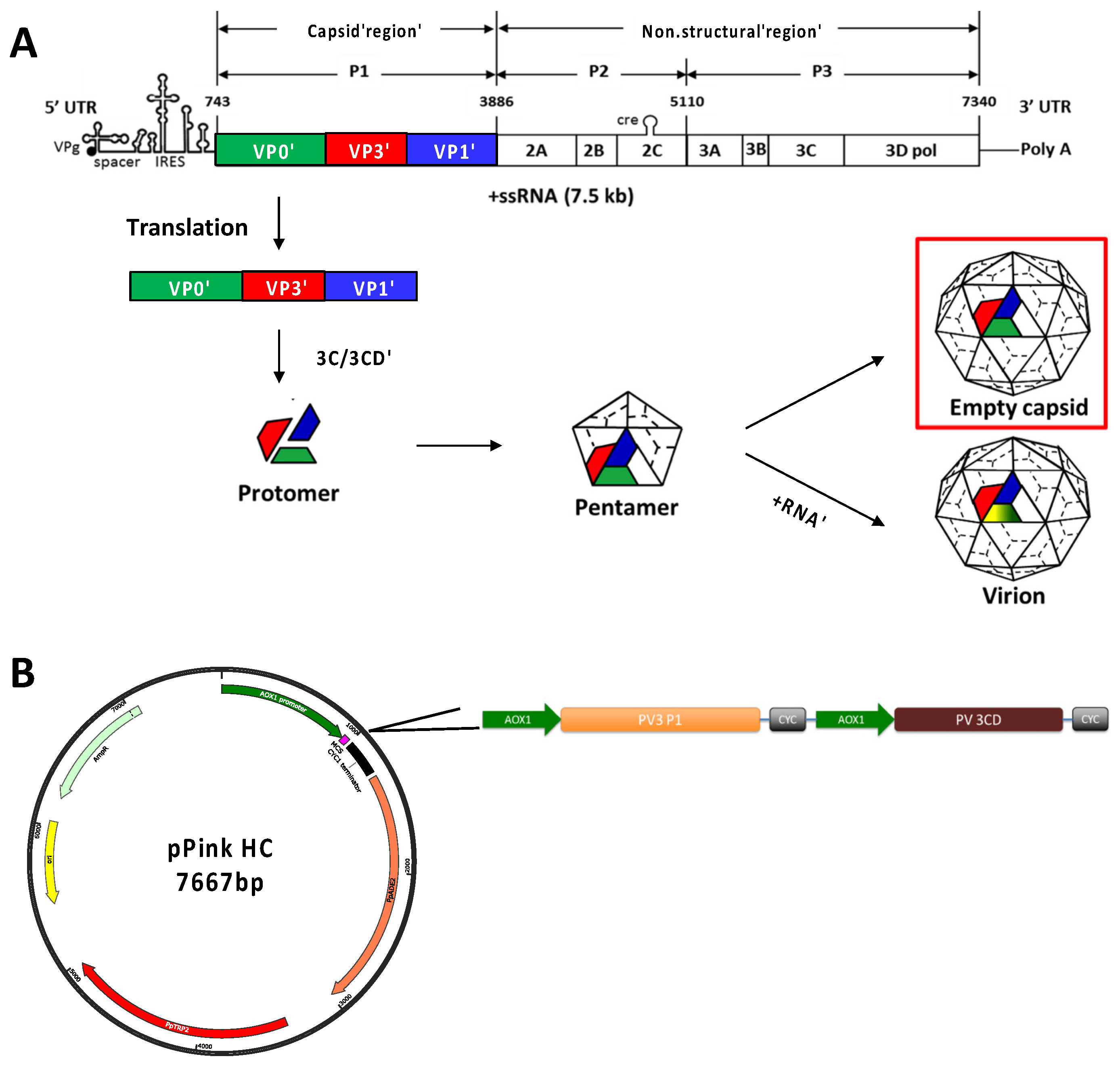 Viruses 14 02159 g001