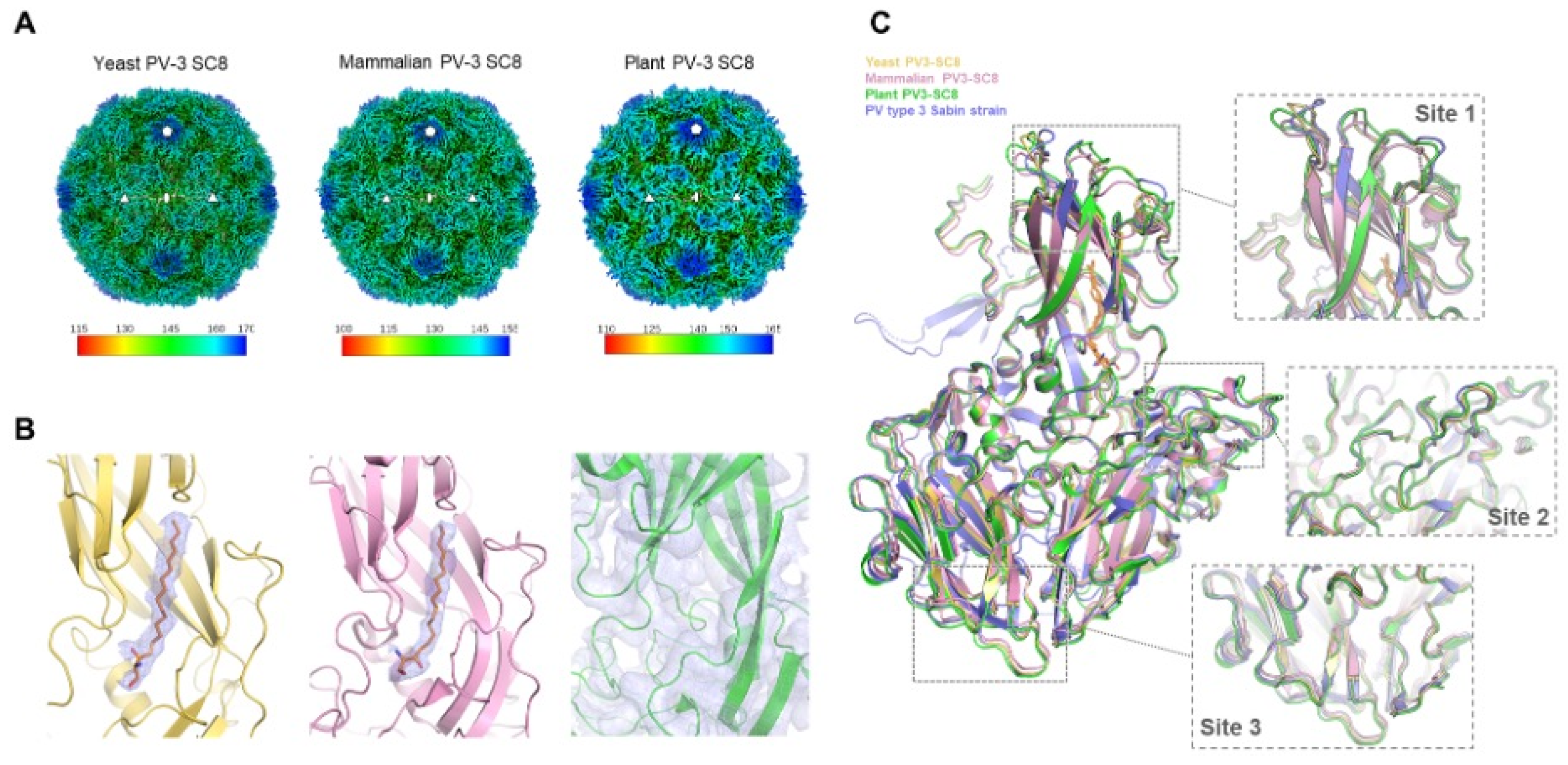 Viruses 14 02159 g005