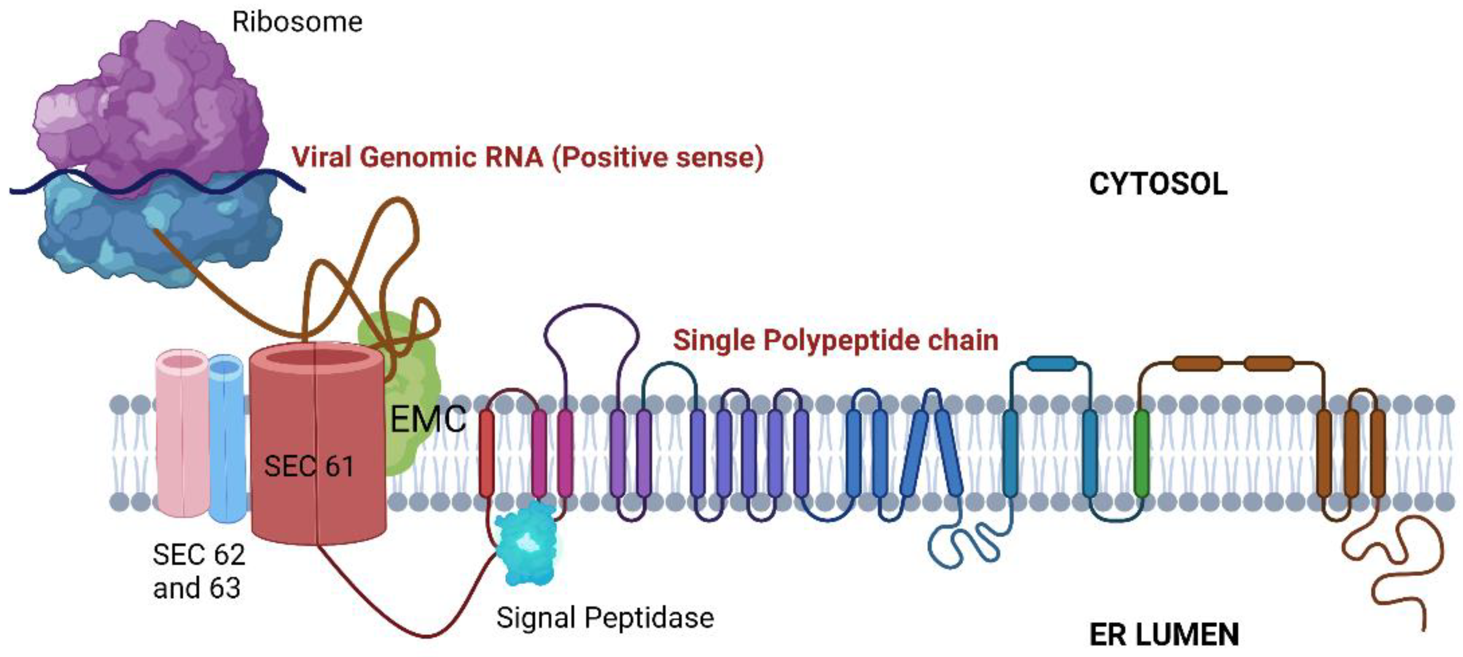 Viruses 14 02164 g003