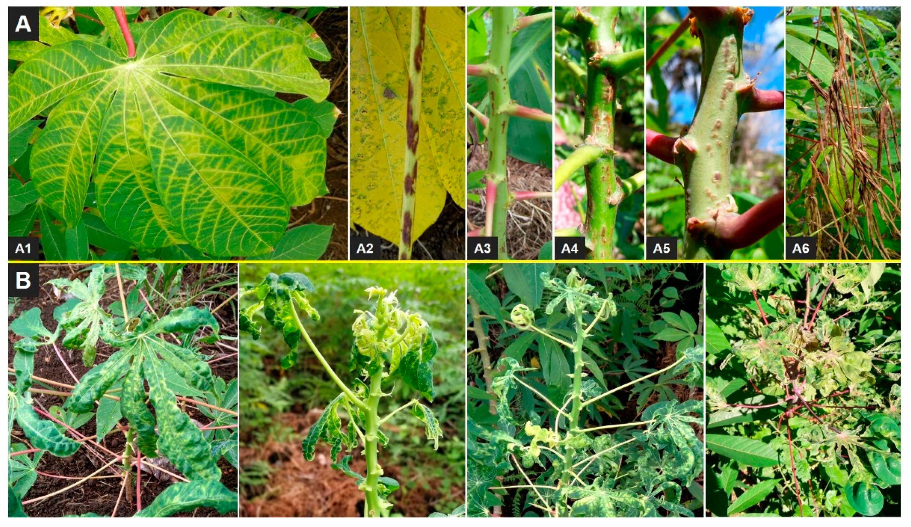 Viruses 14 02165 g002