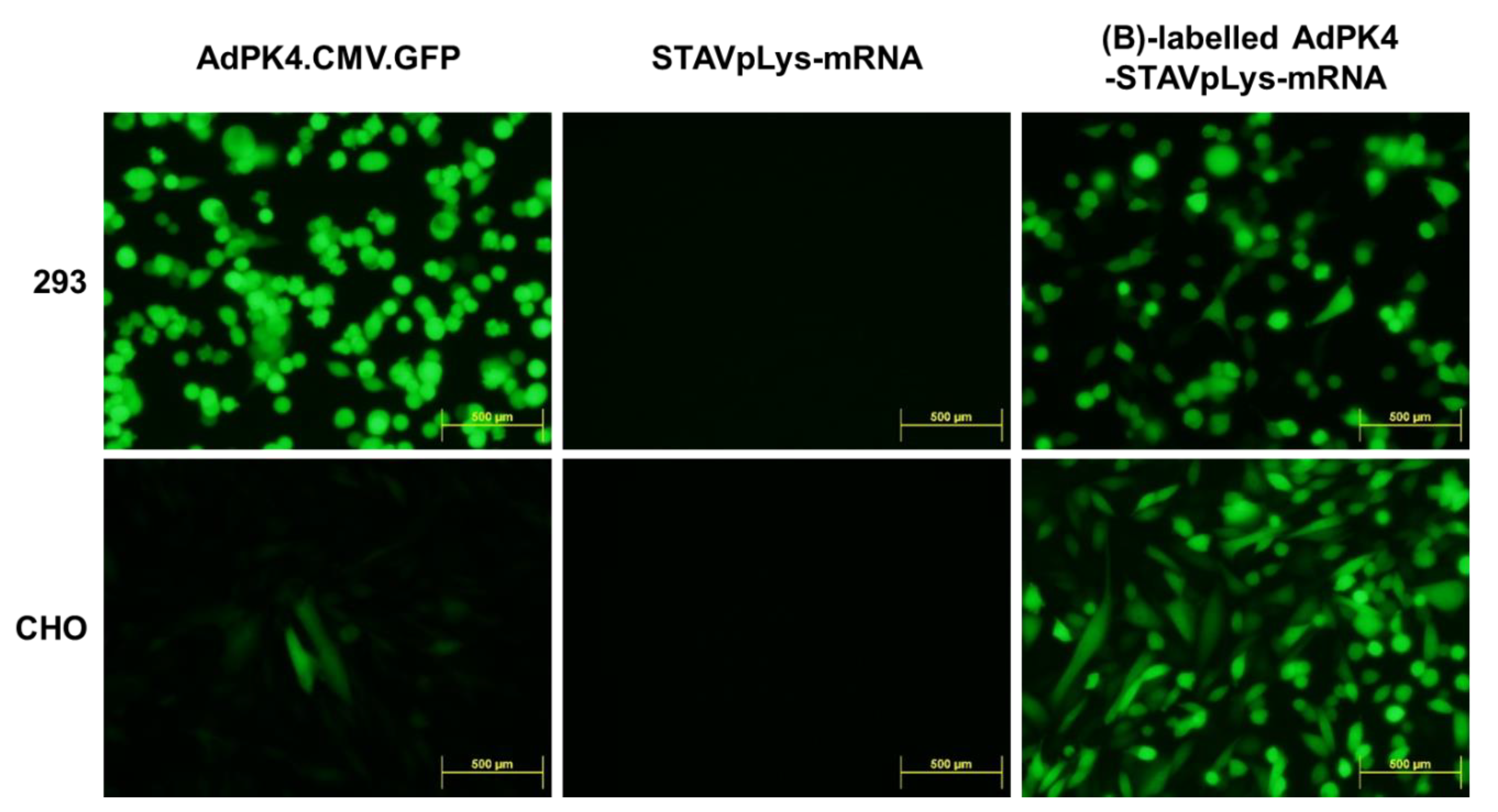 Viruses 14 02169 g003