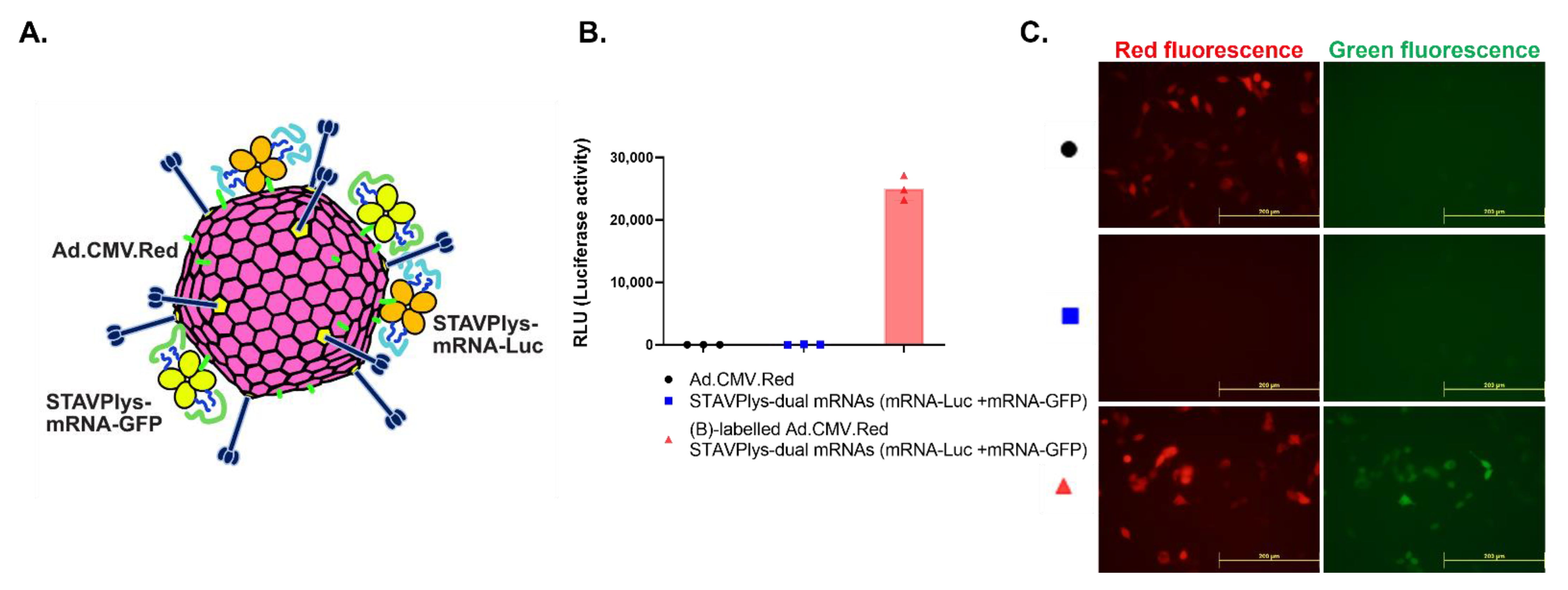 Viruses 14 02169 g004