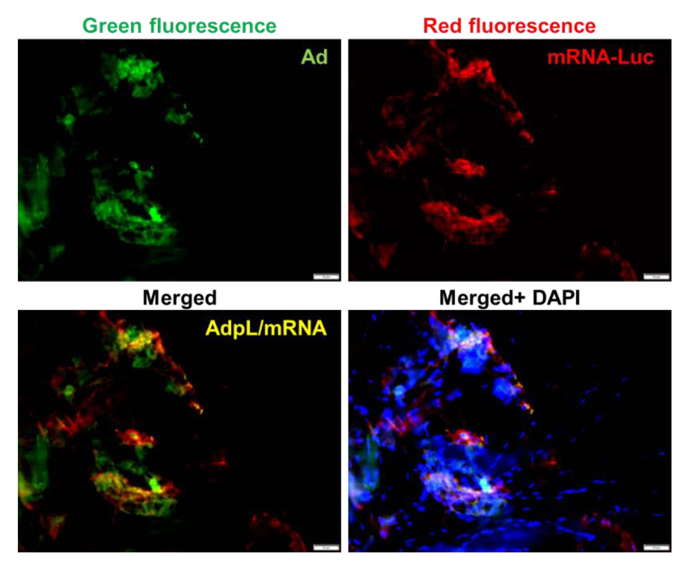 Viruses 14 02169 g005