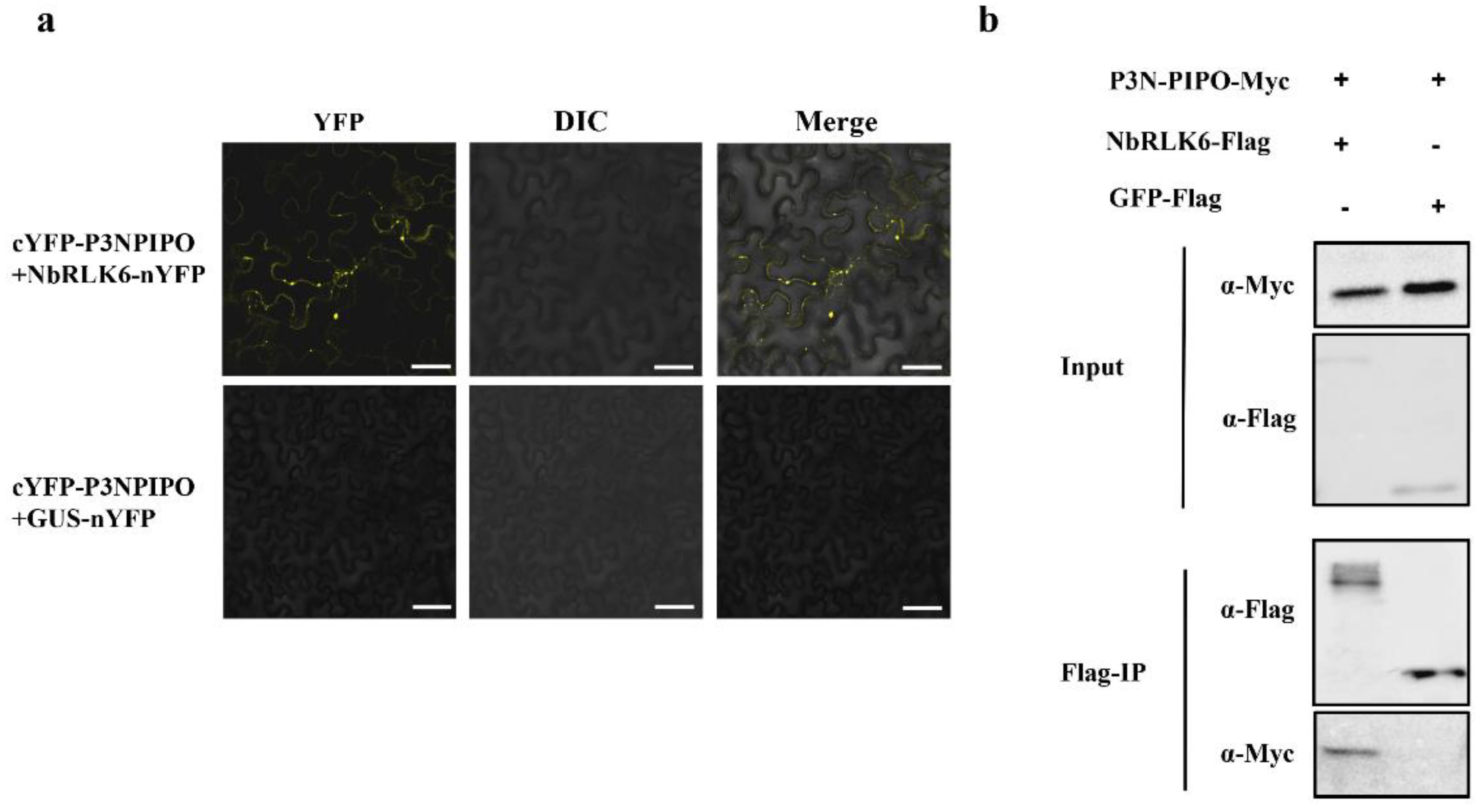 Viruses 14 02171 g003