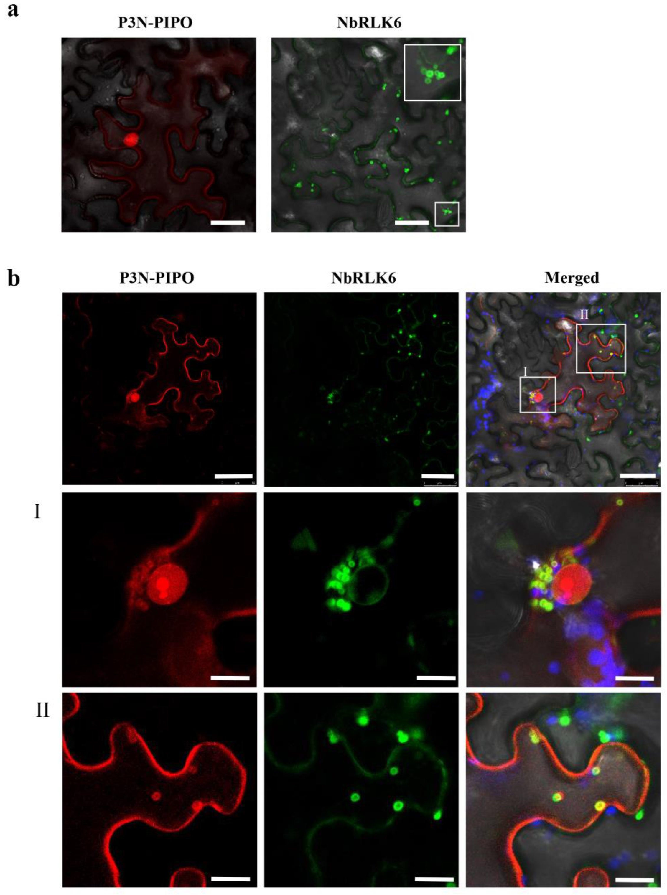 Viruses 14 02171 g004
