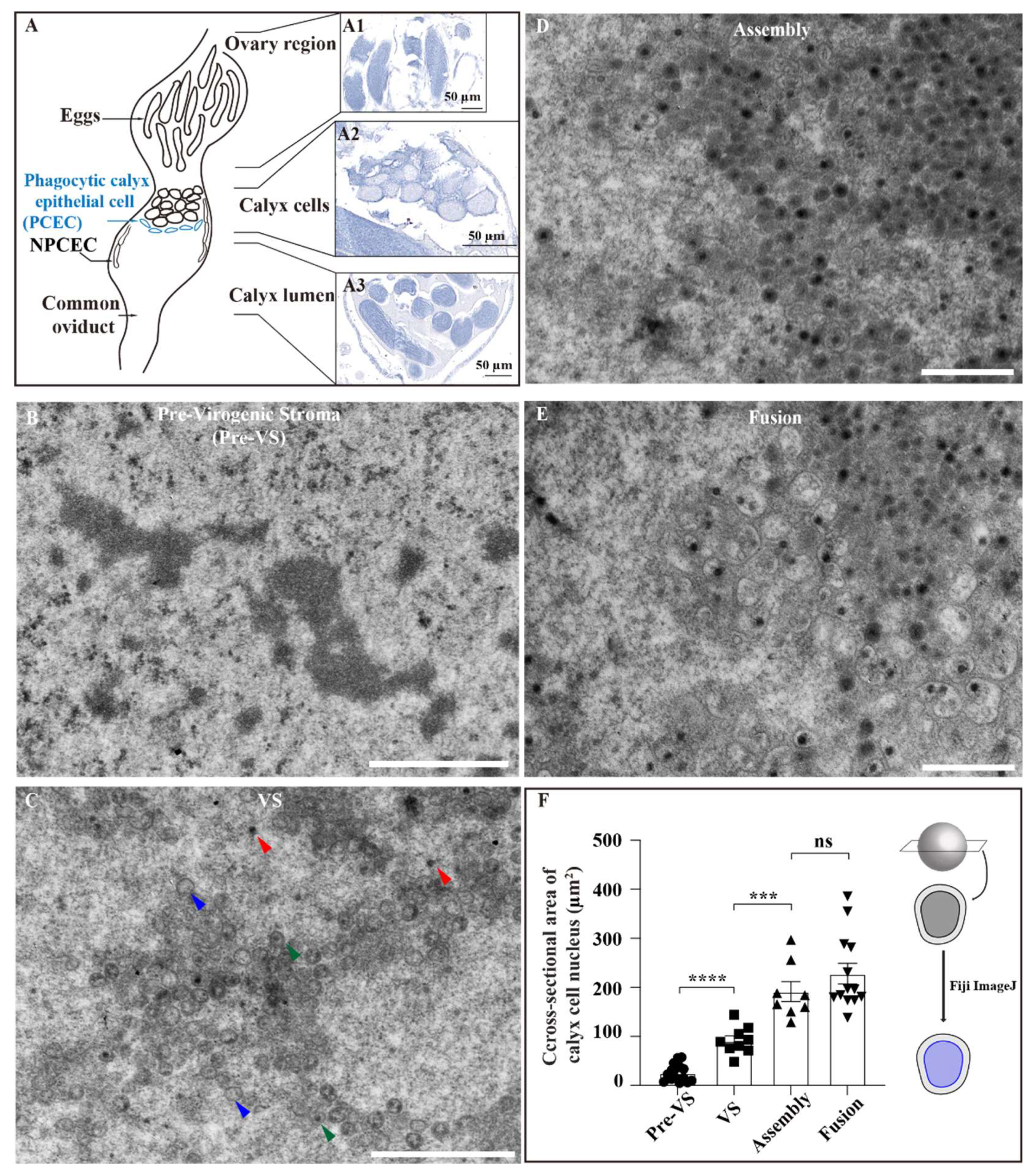 Viruses 14 02183 g001
