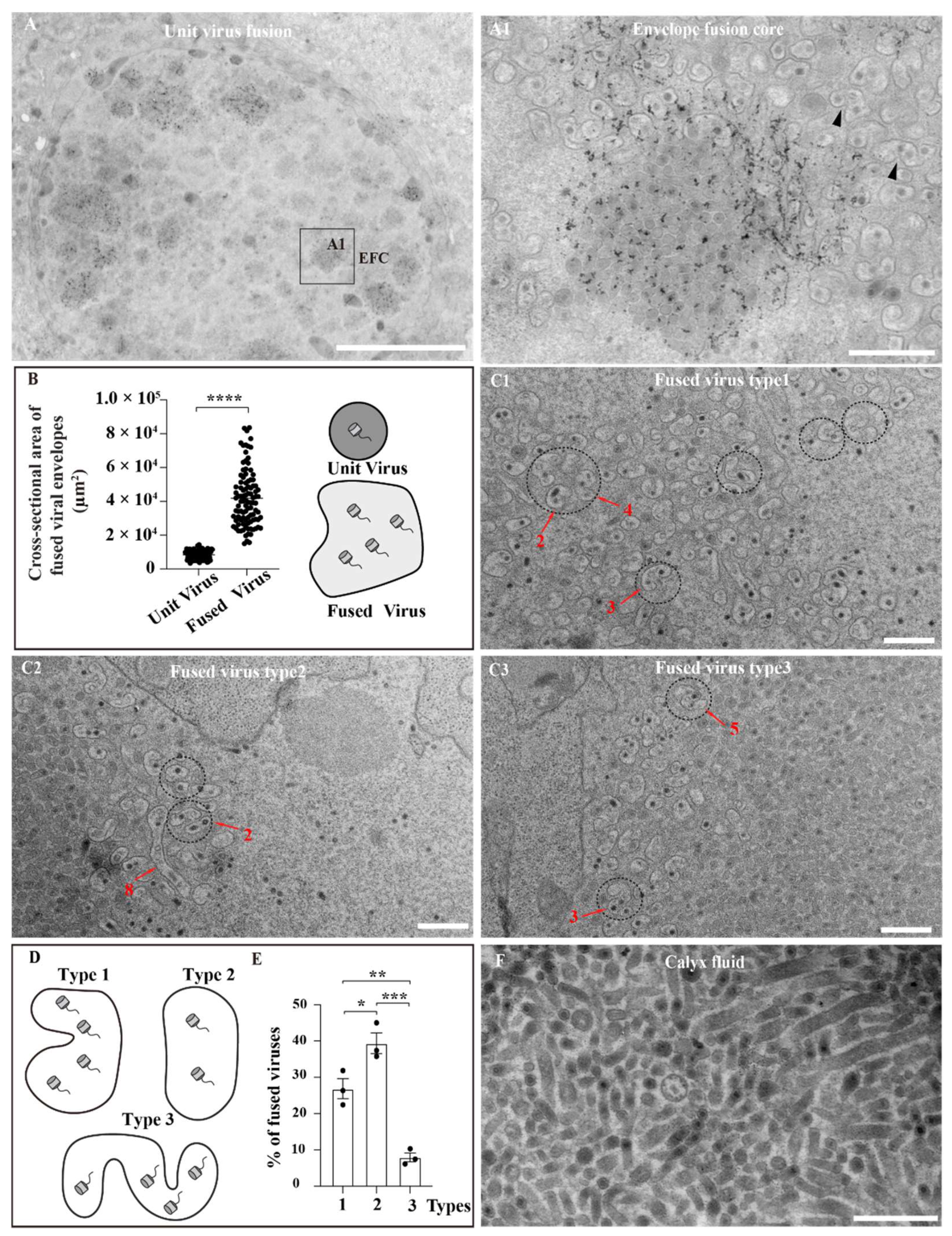 Viruses 14 02183 g002