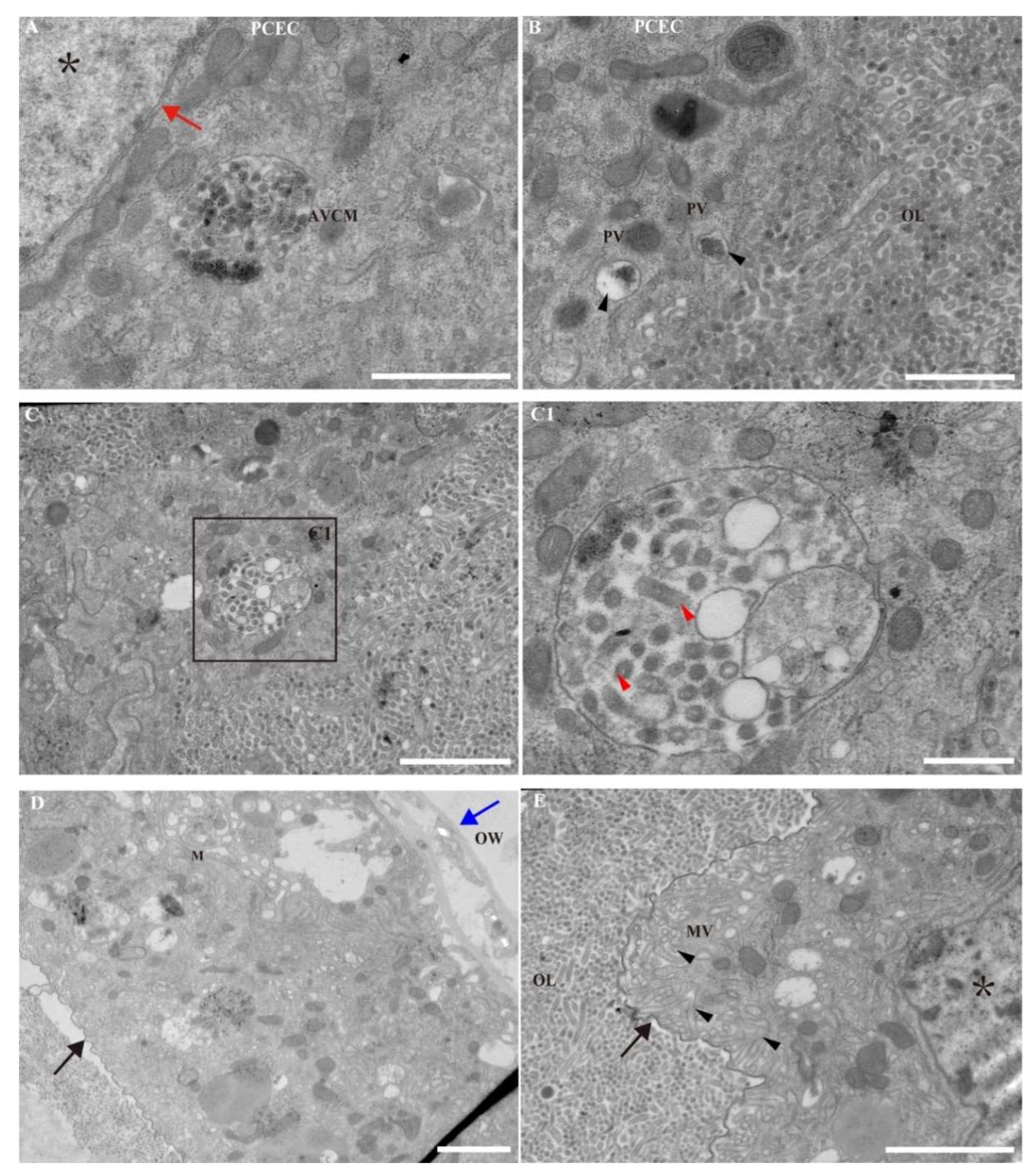 Viruses 14 02183 g003