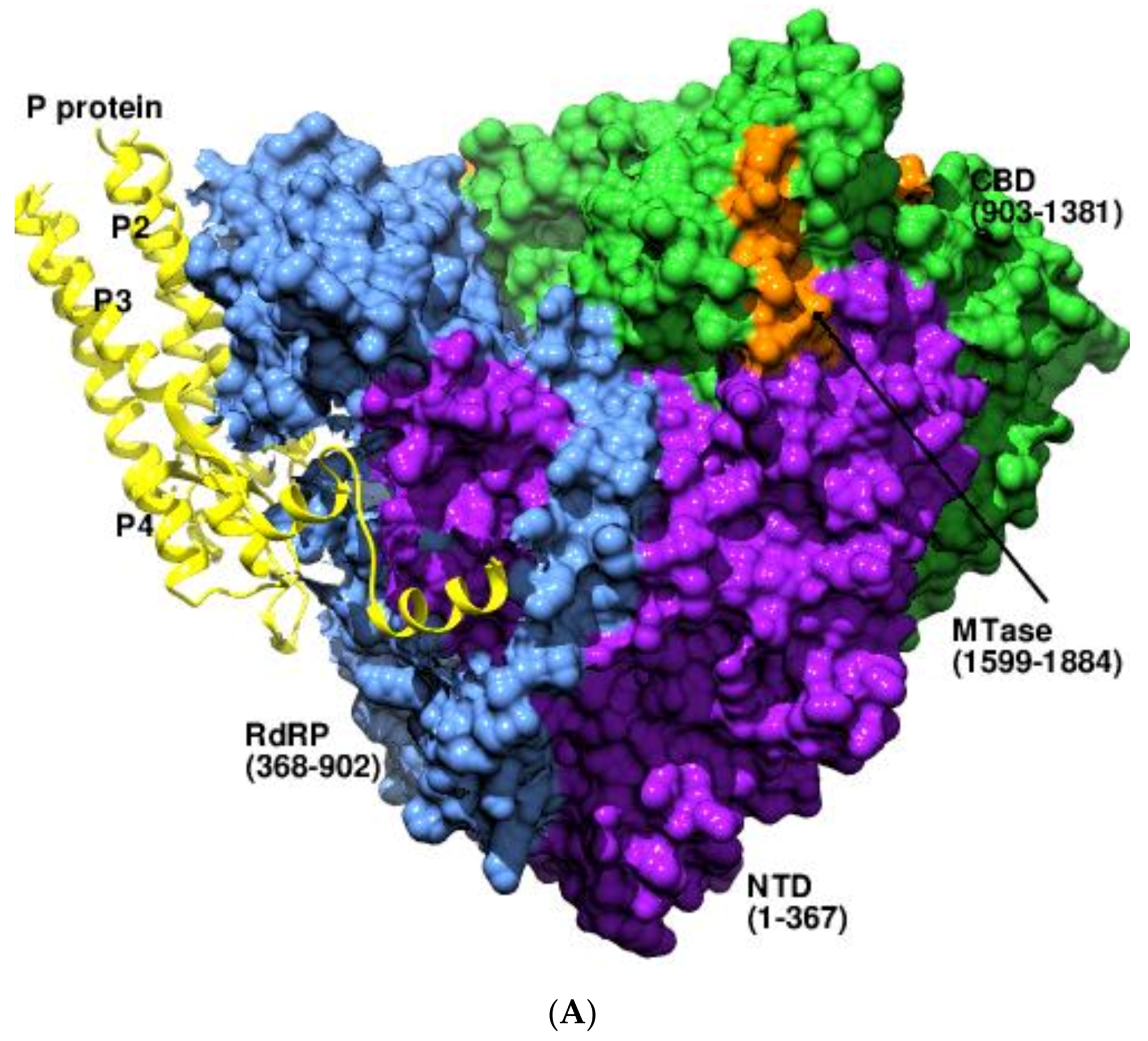 Viruses 14 02200 g004a