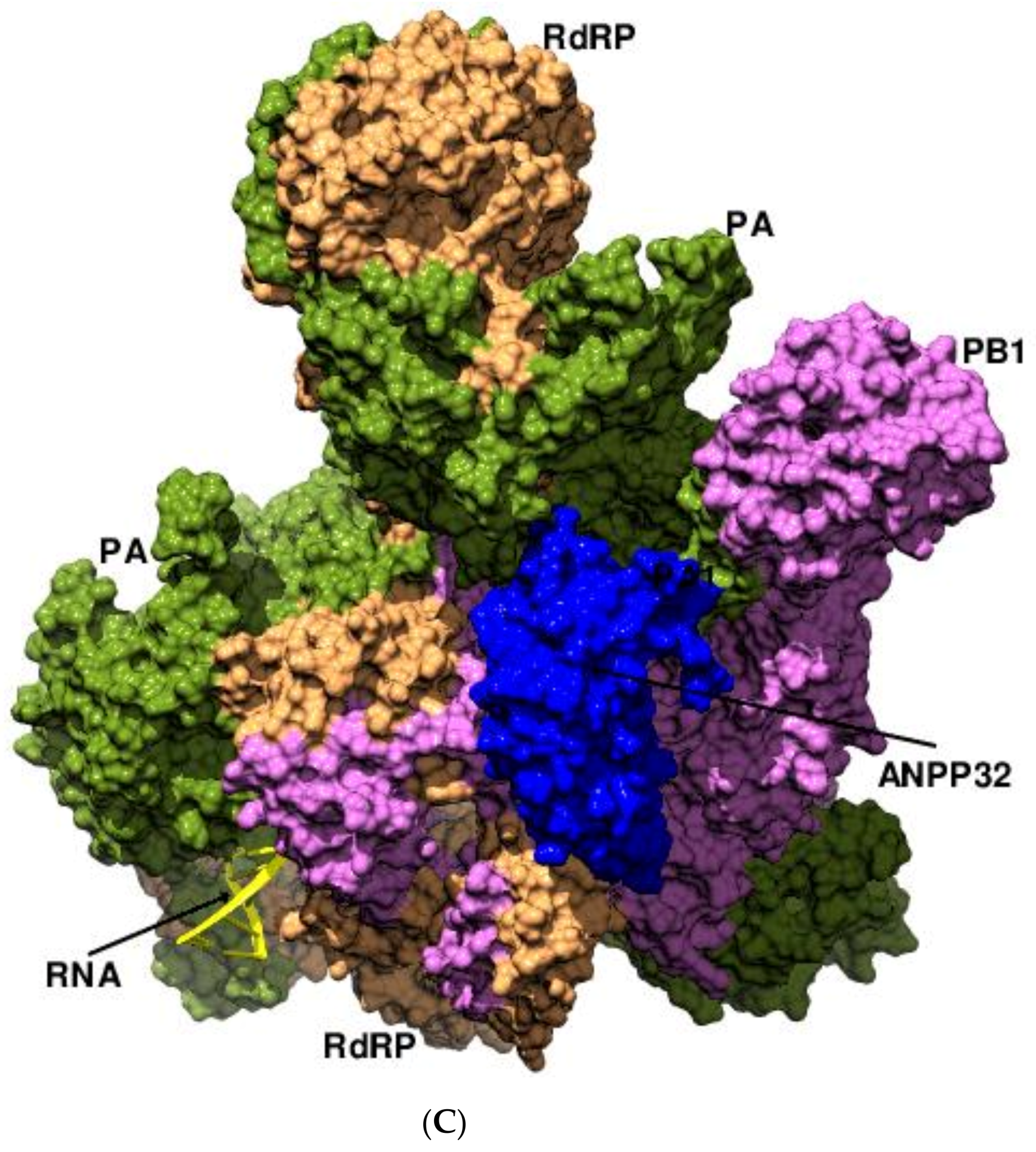 Viruses 14 02200 g004c