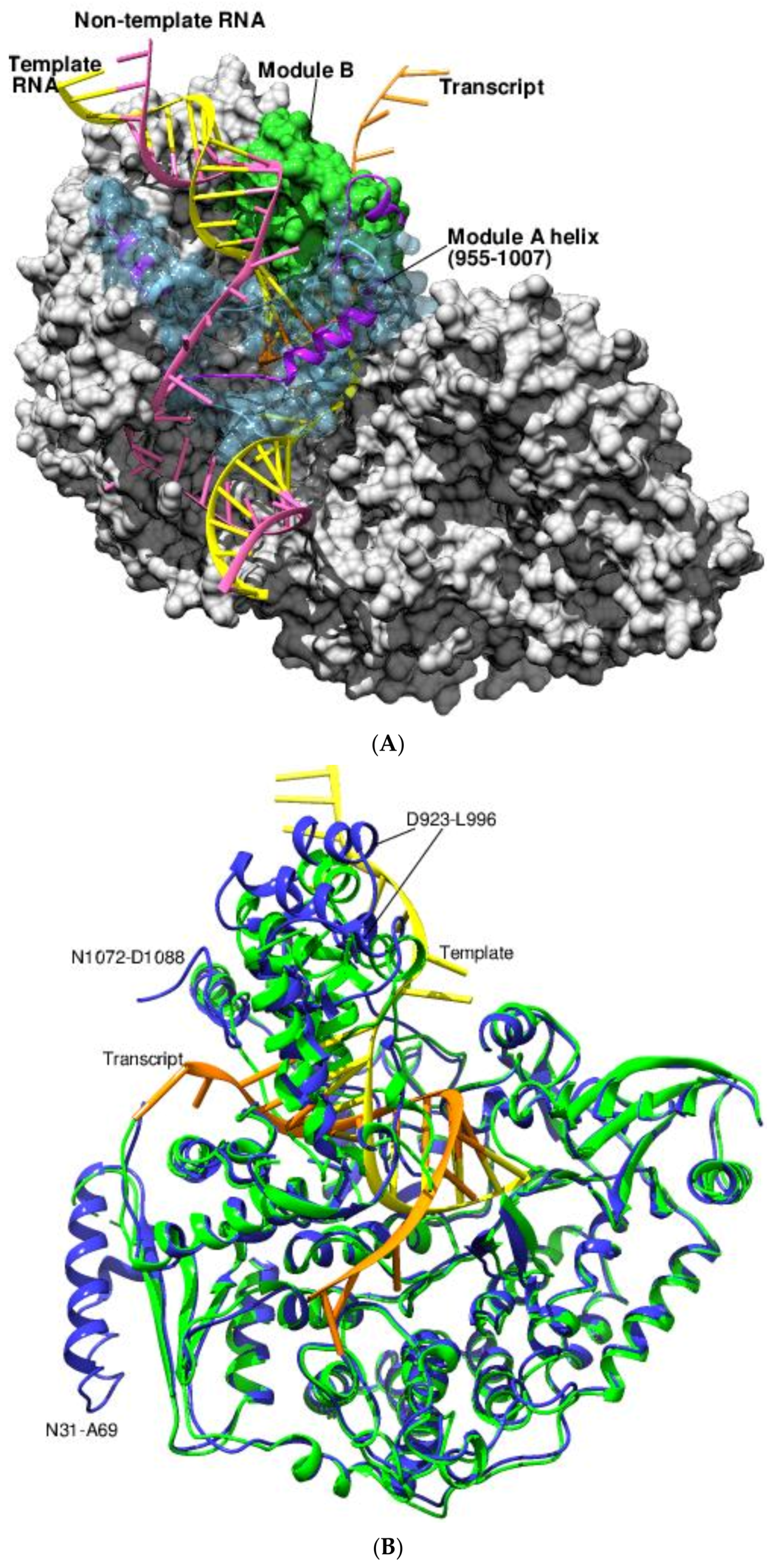 Viruses 14 02200 g007a