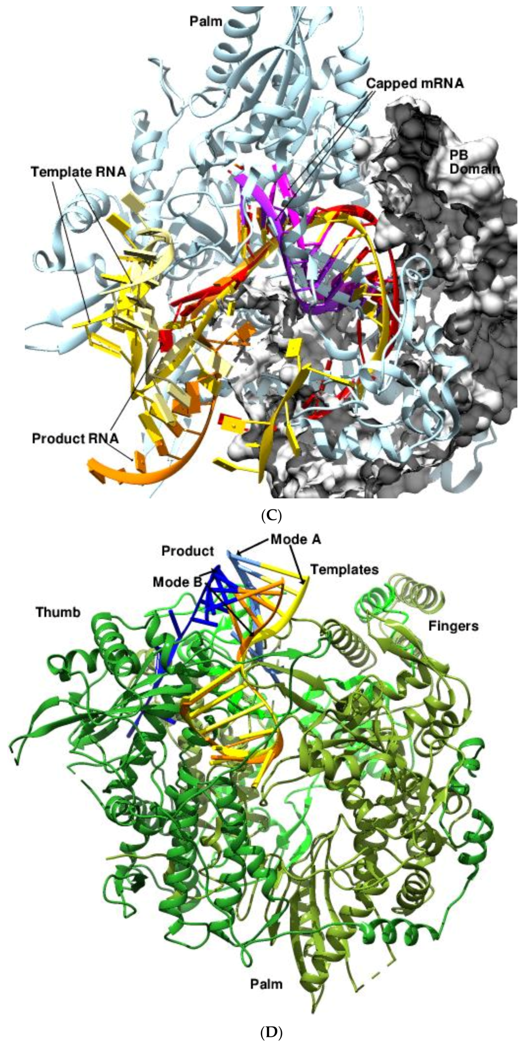 Viruses 14 02200 g008b