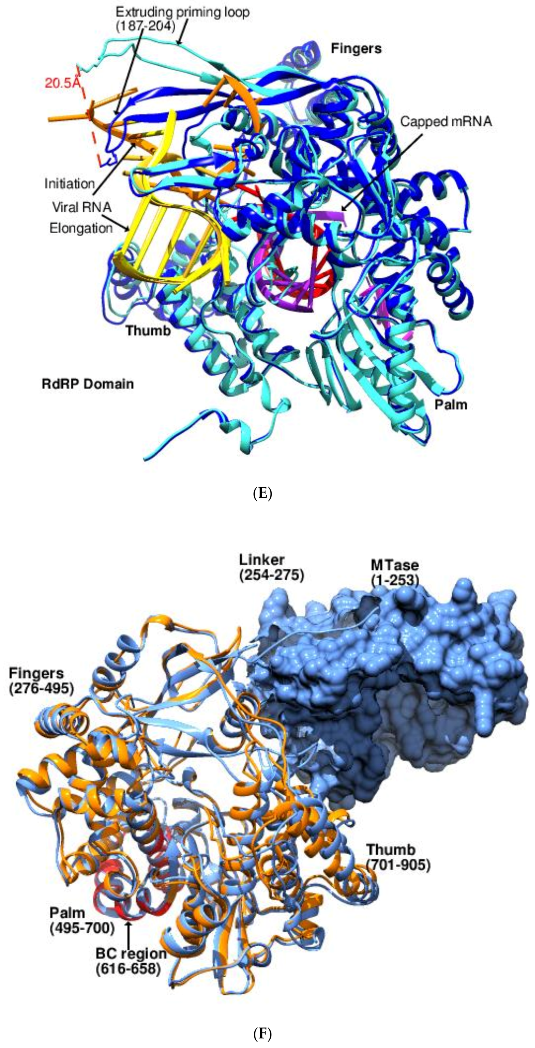 Viruses 14 02200 g008c