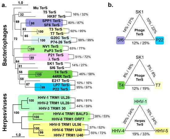 Viruses 14 02215 g001