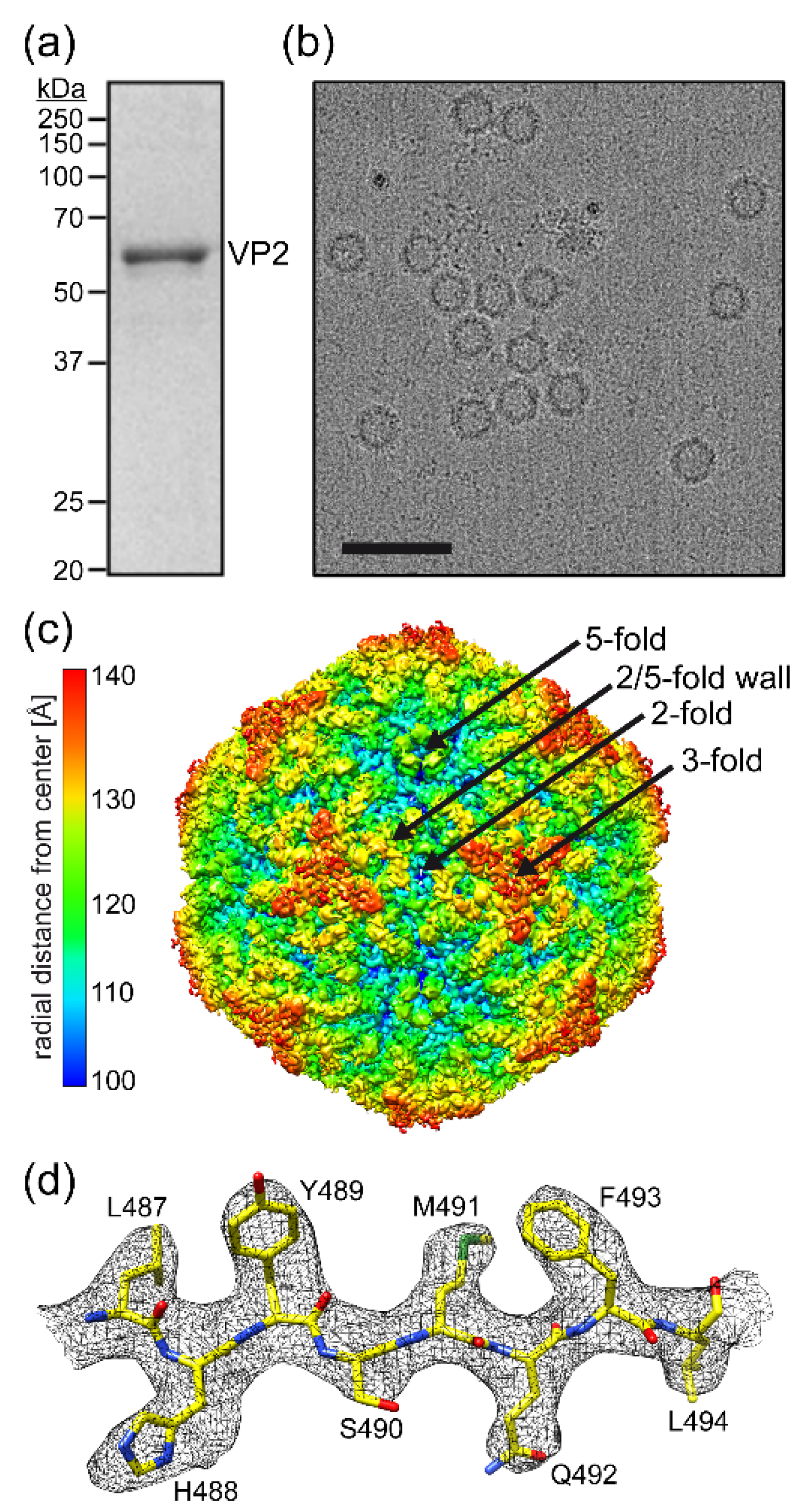 Viruses 14 02219 g001