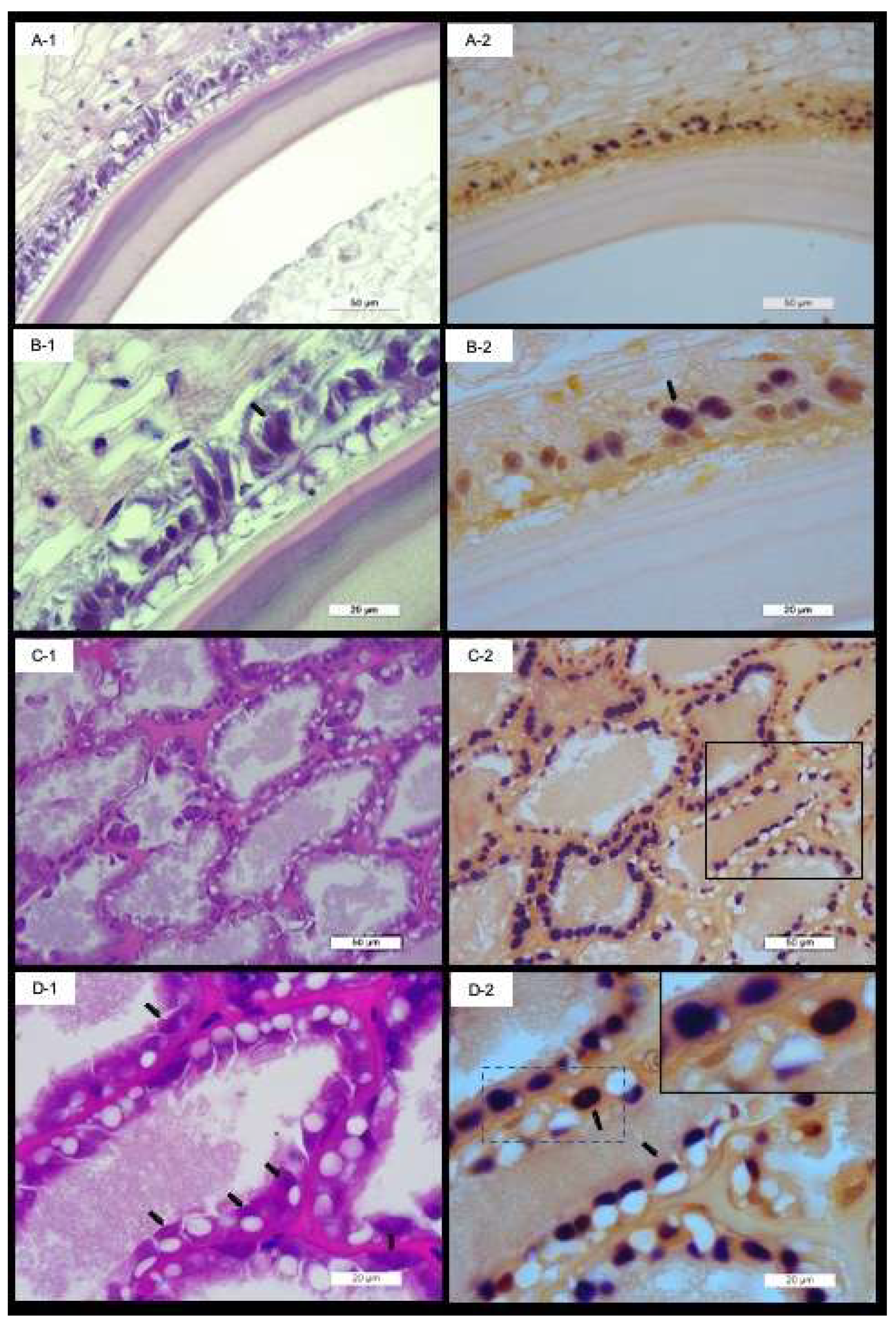 Viruses 14 02220 g003