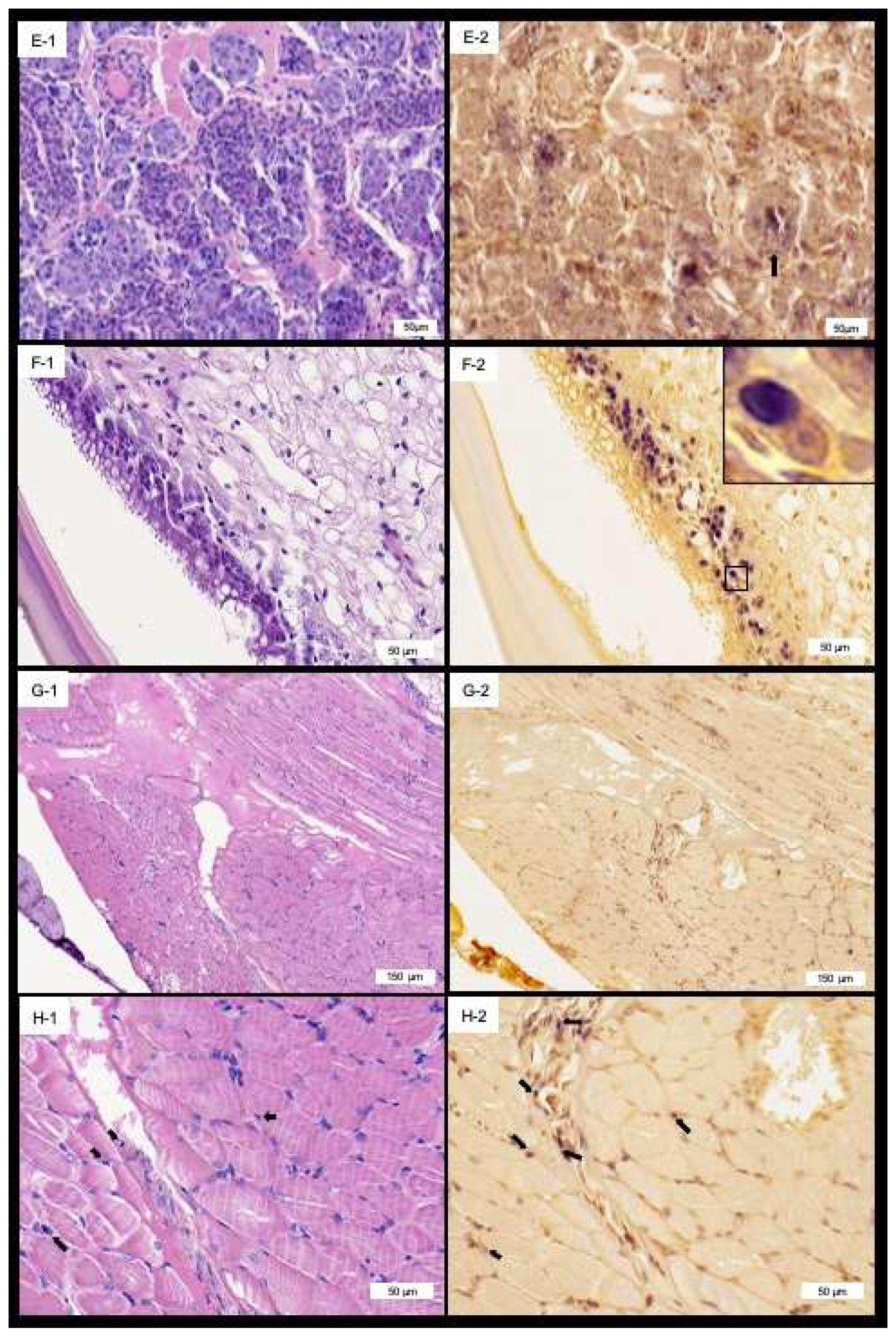 Viruses 14 02220 g004