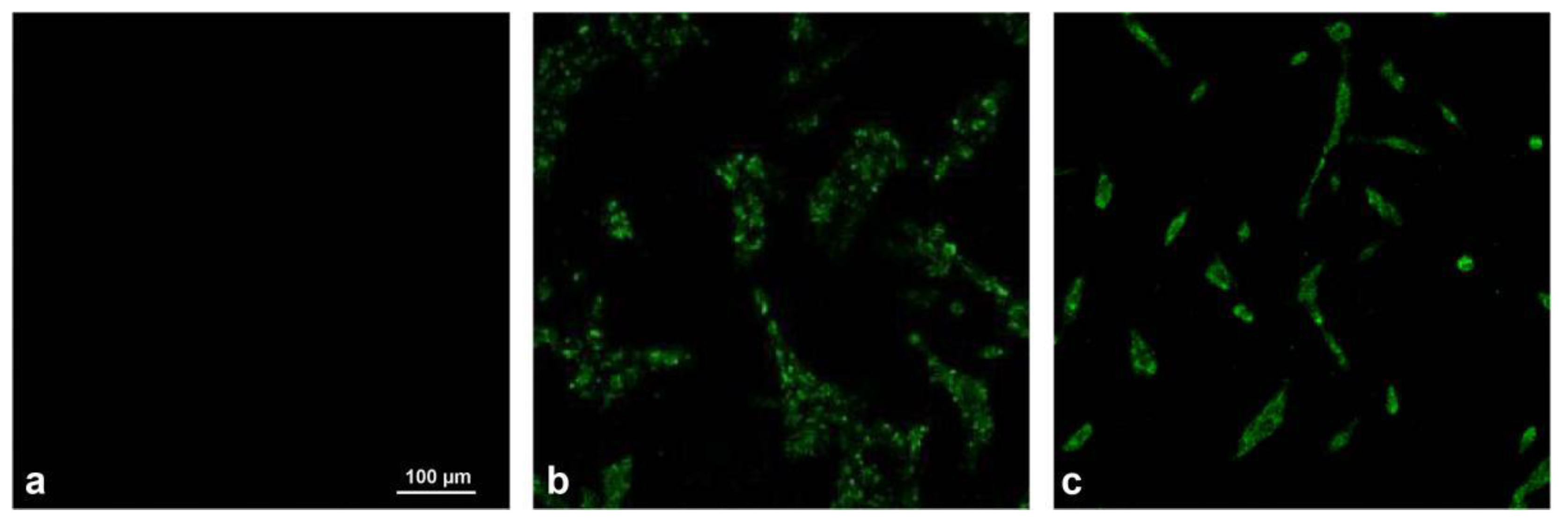 Viruses 14 02221 g002