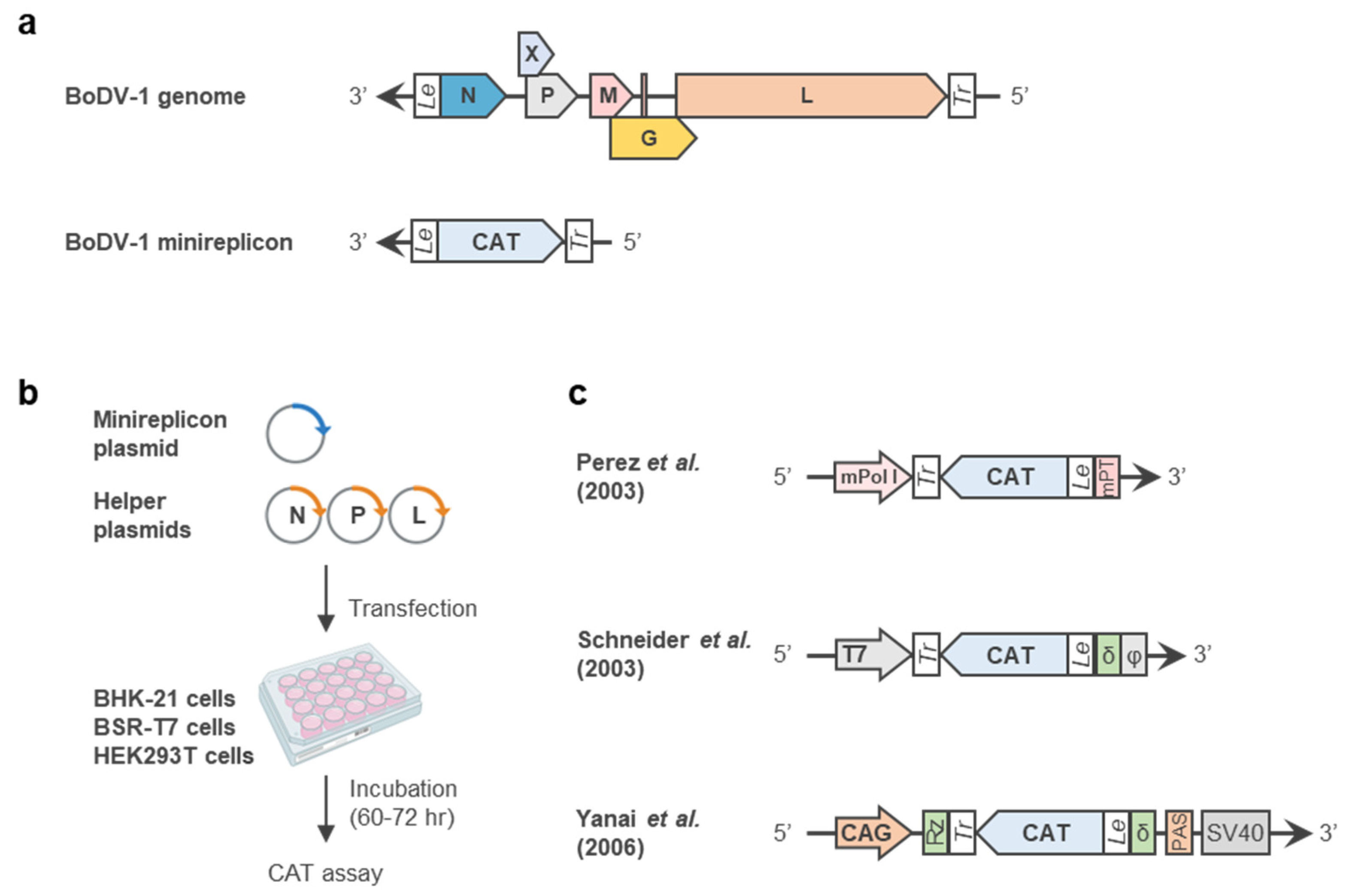 Viruses 14 02236 g001