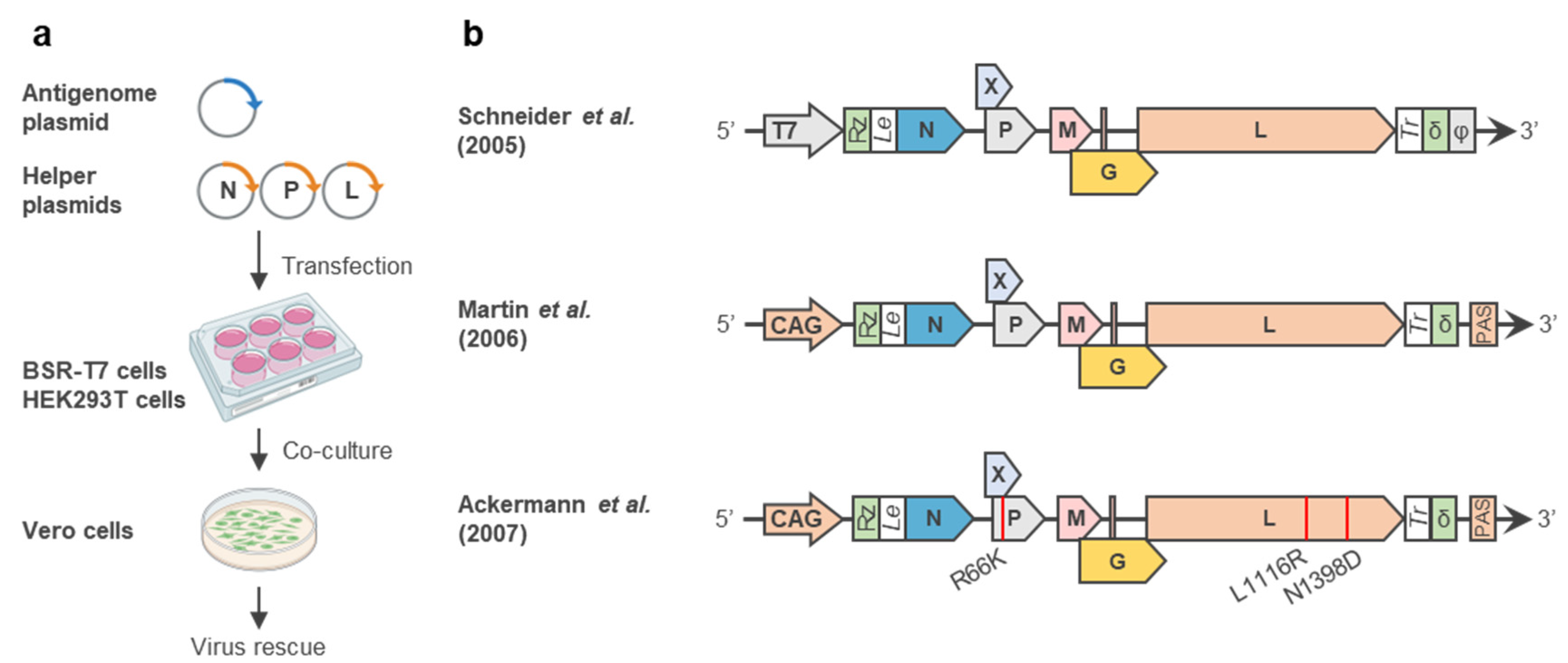 Viruses 14 02236 g002