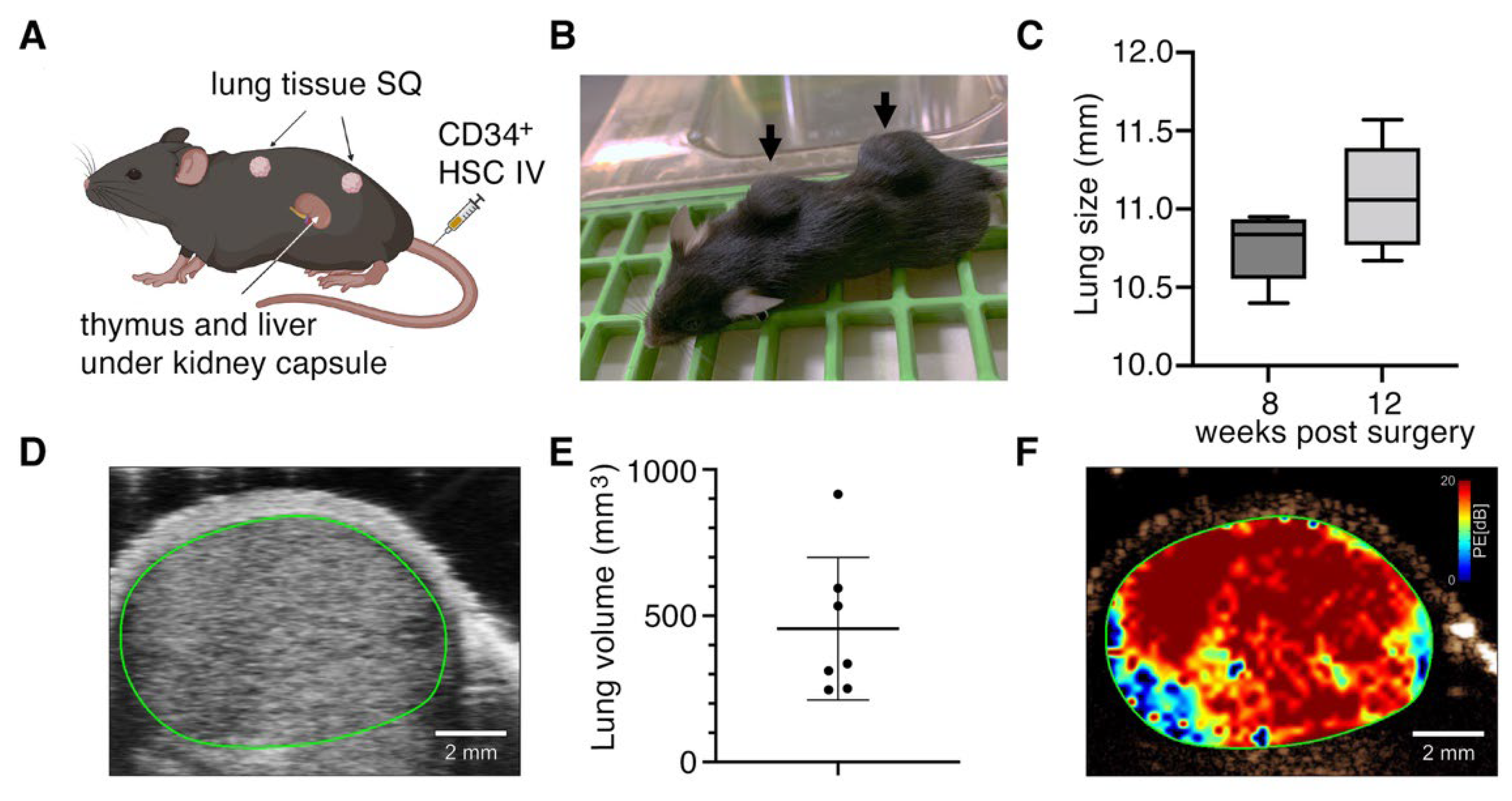 Viruses 14 02272 g001