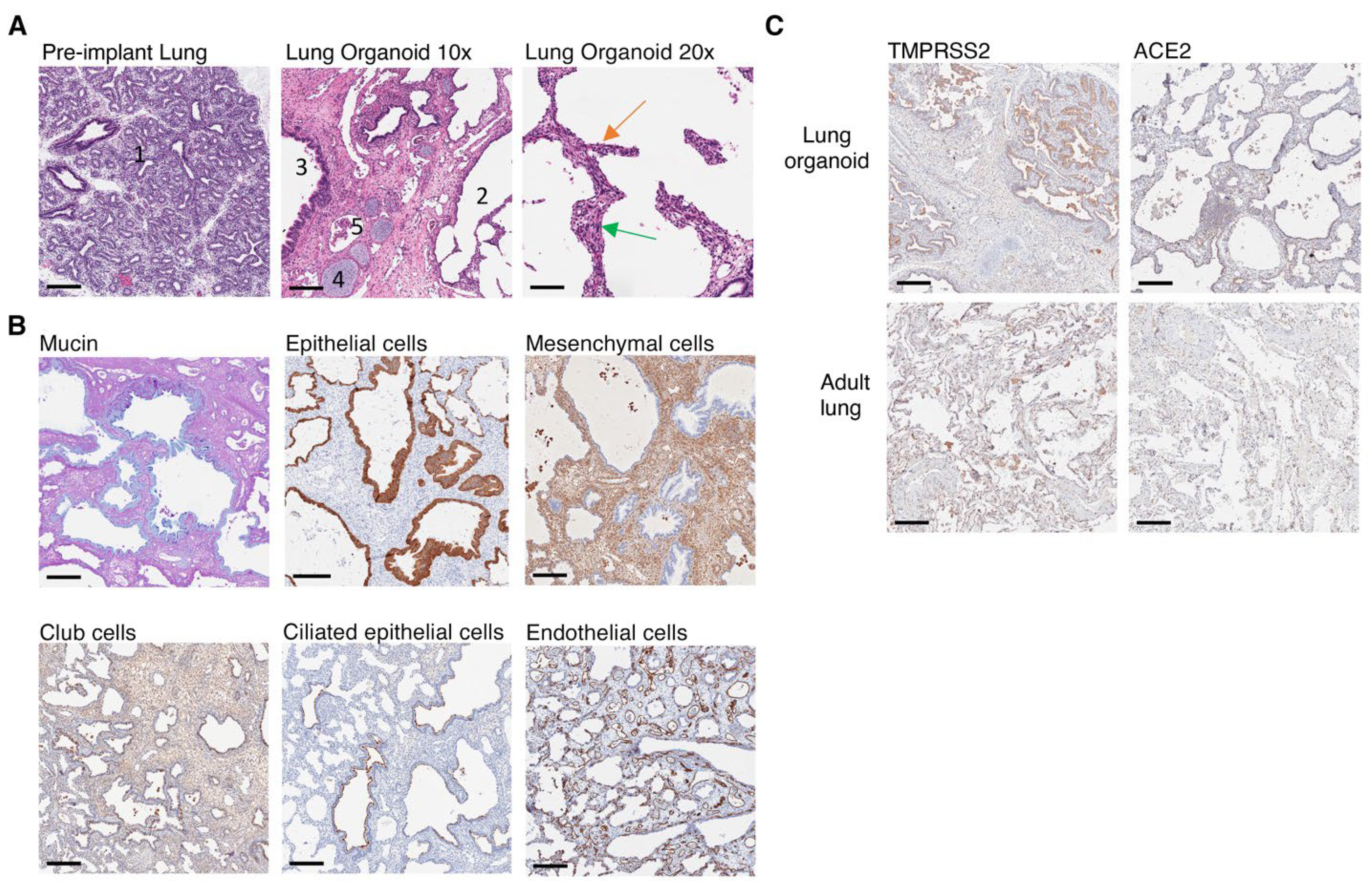 Viruses 14 02272 g002