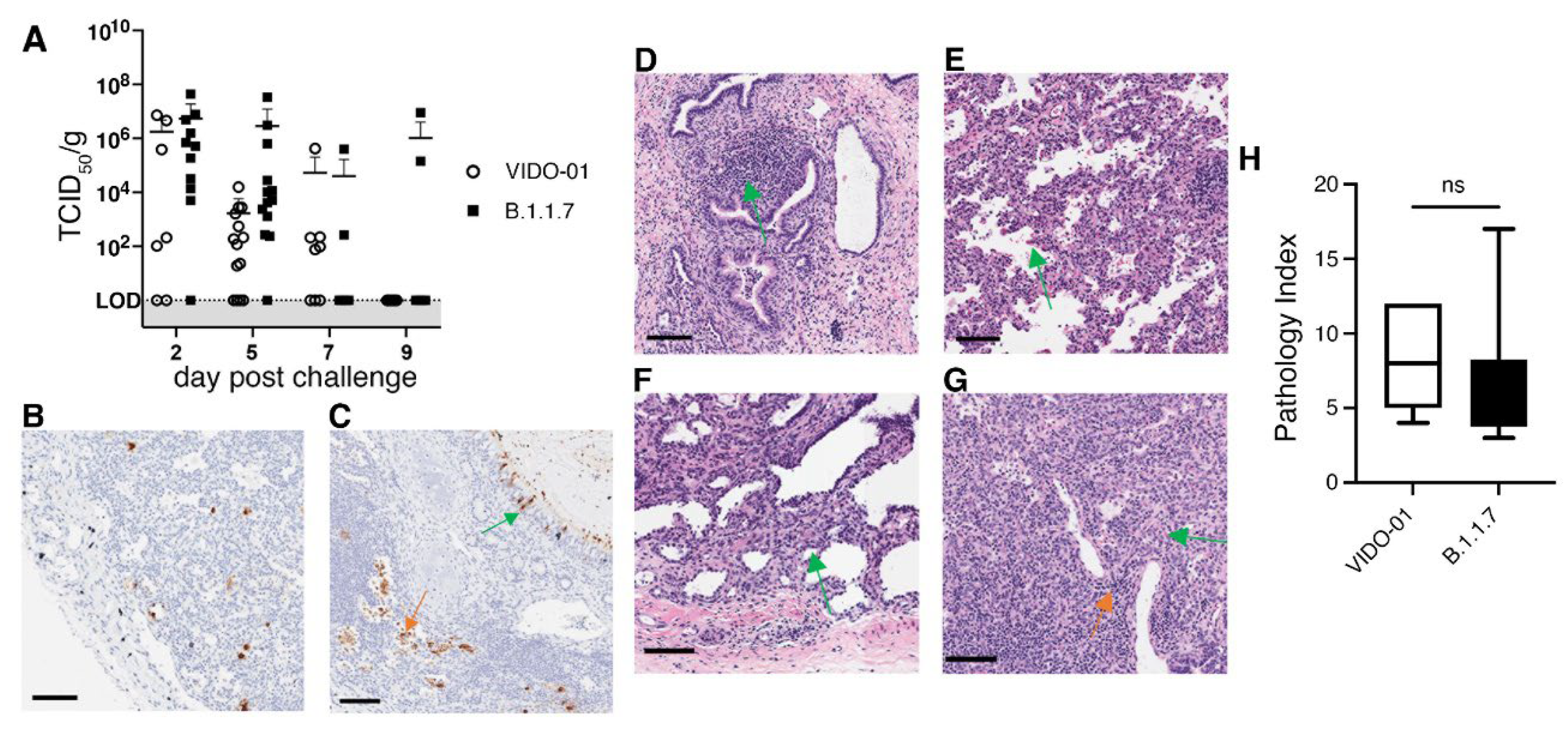 Viruses 14 02272 g004