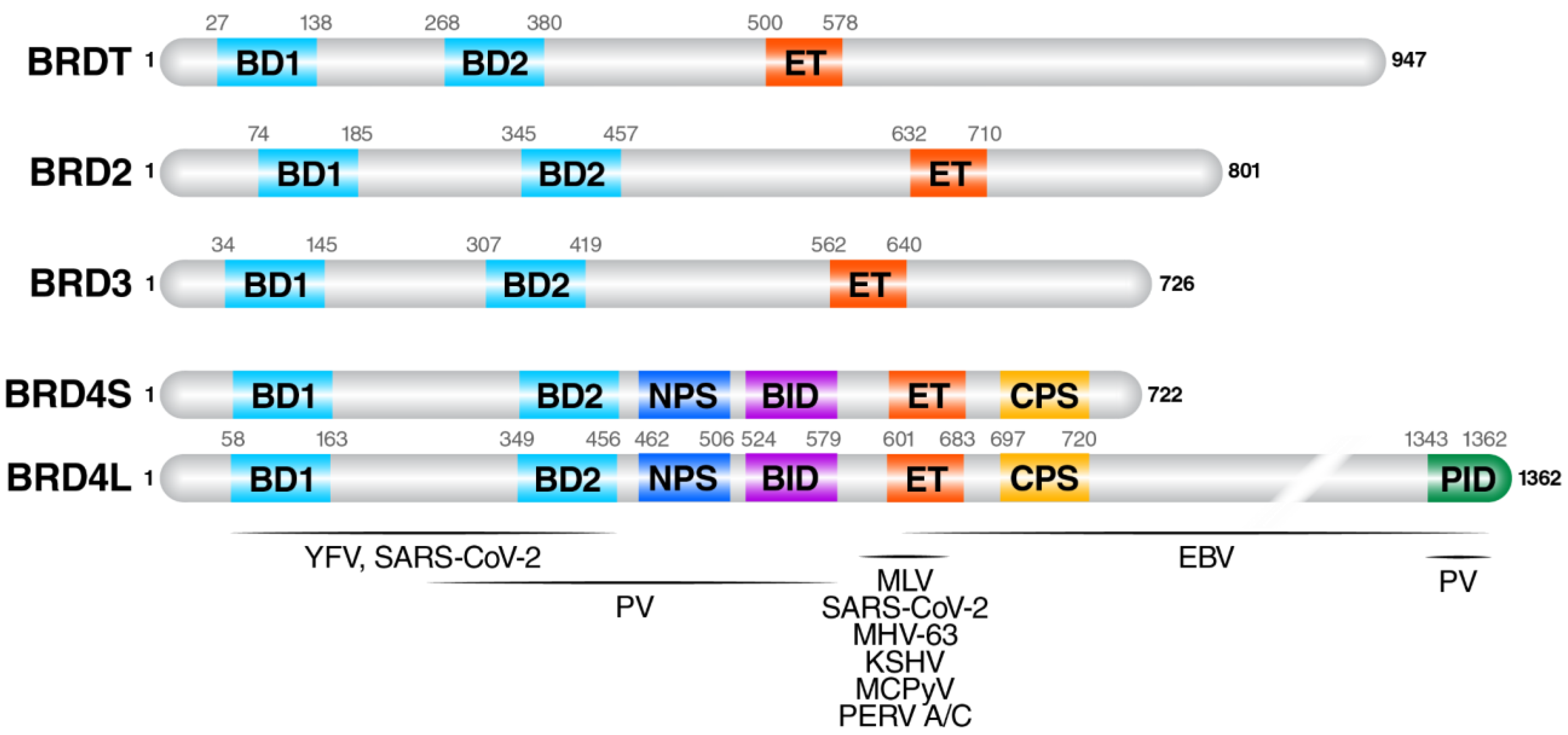Viruses 14 02274 g001