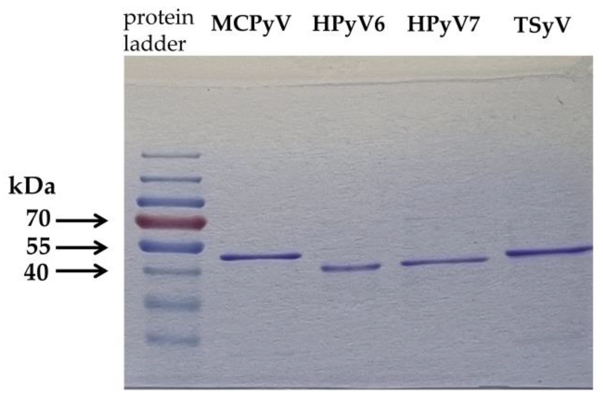 Viruses 14 02282 g001