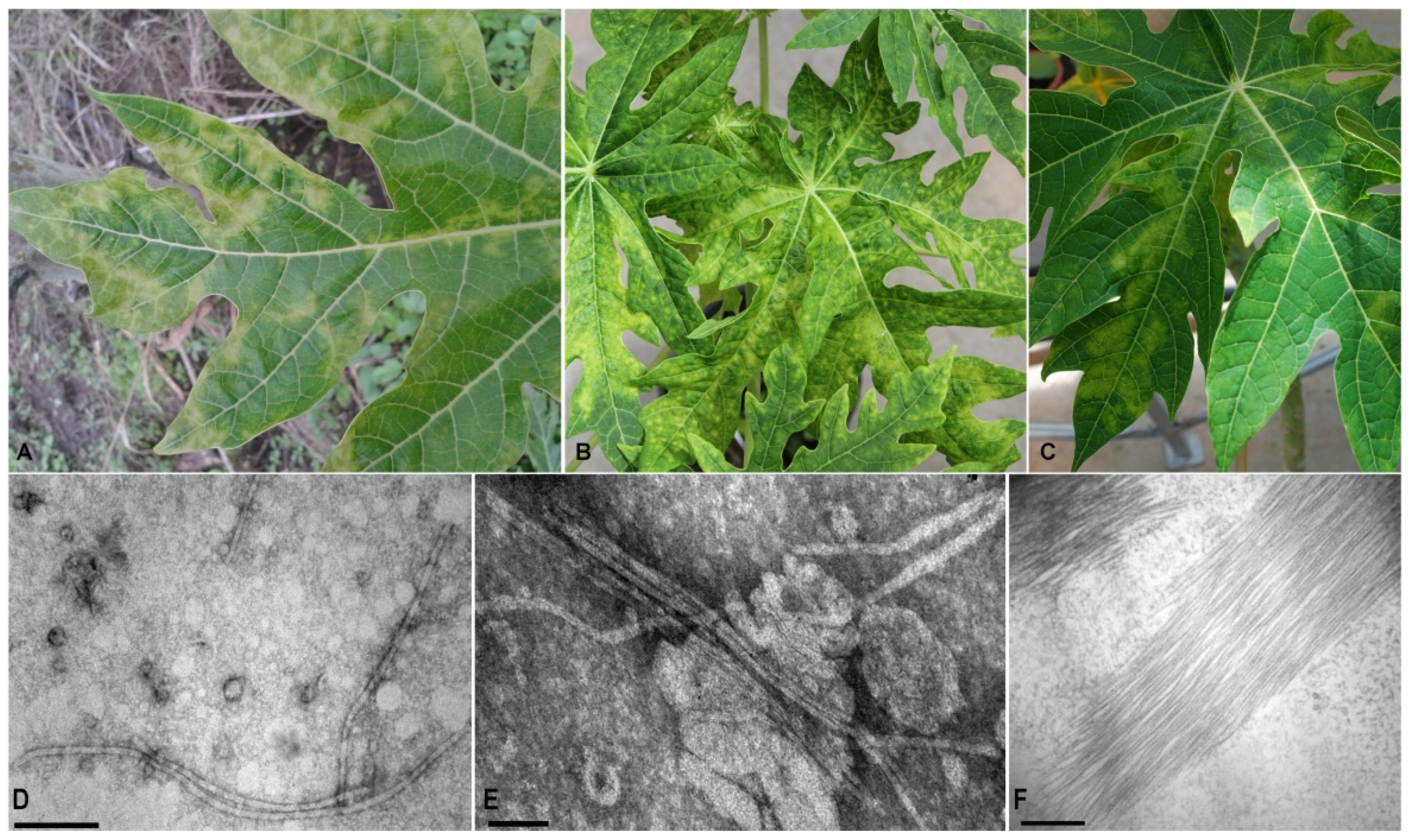 Viruses 14 02297 g001 Viruses 14 02297 g001