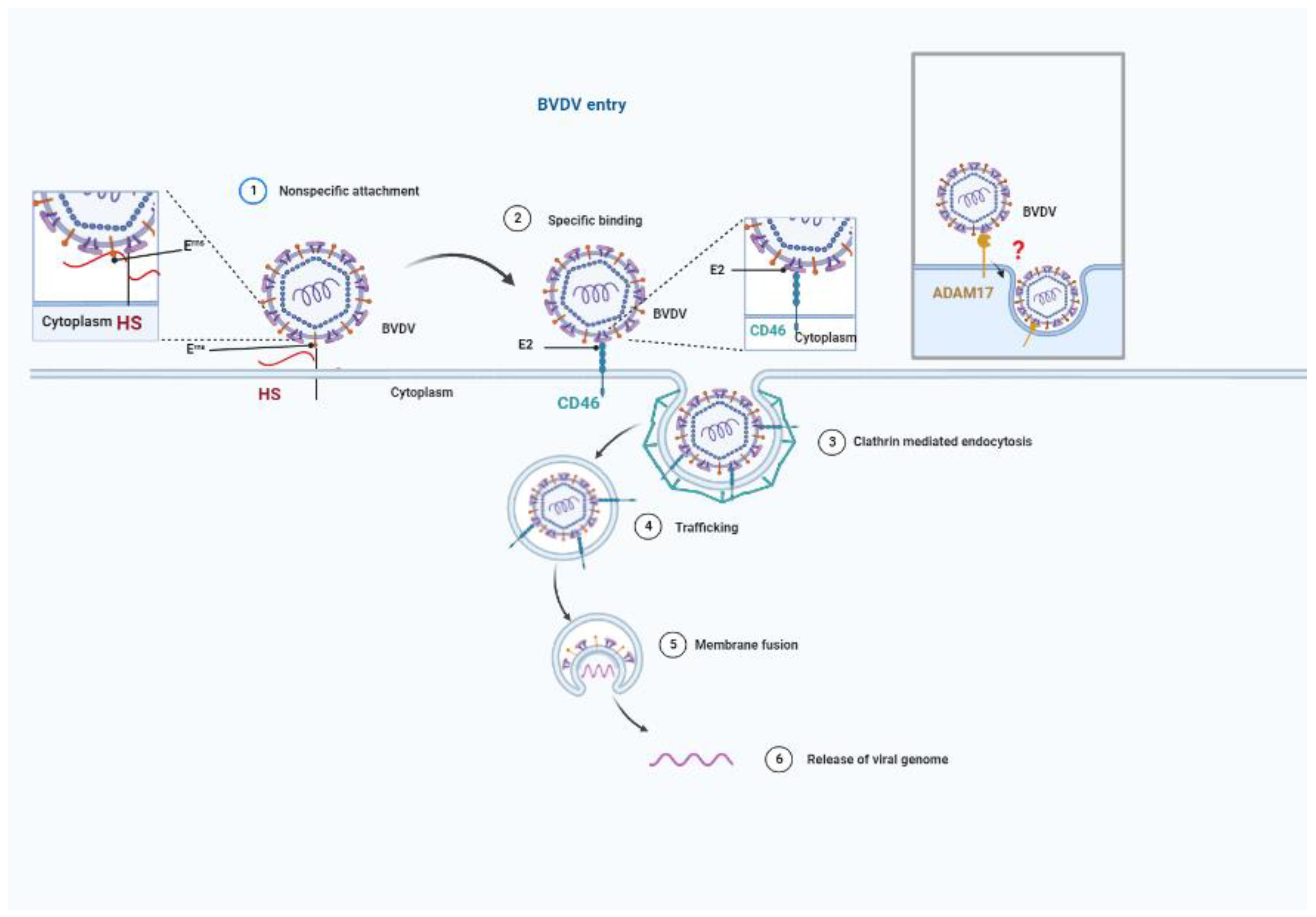 Viruses 14 02302 g003