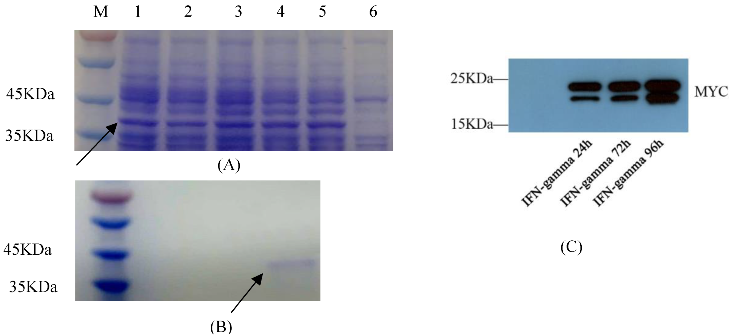 Viruses 14 02304 g004