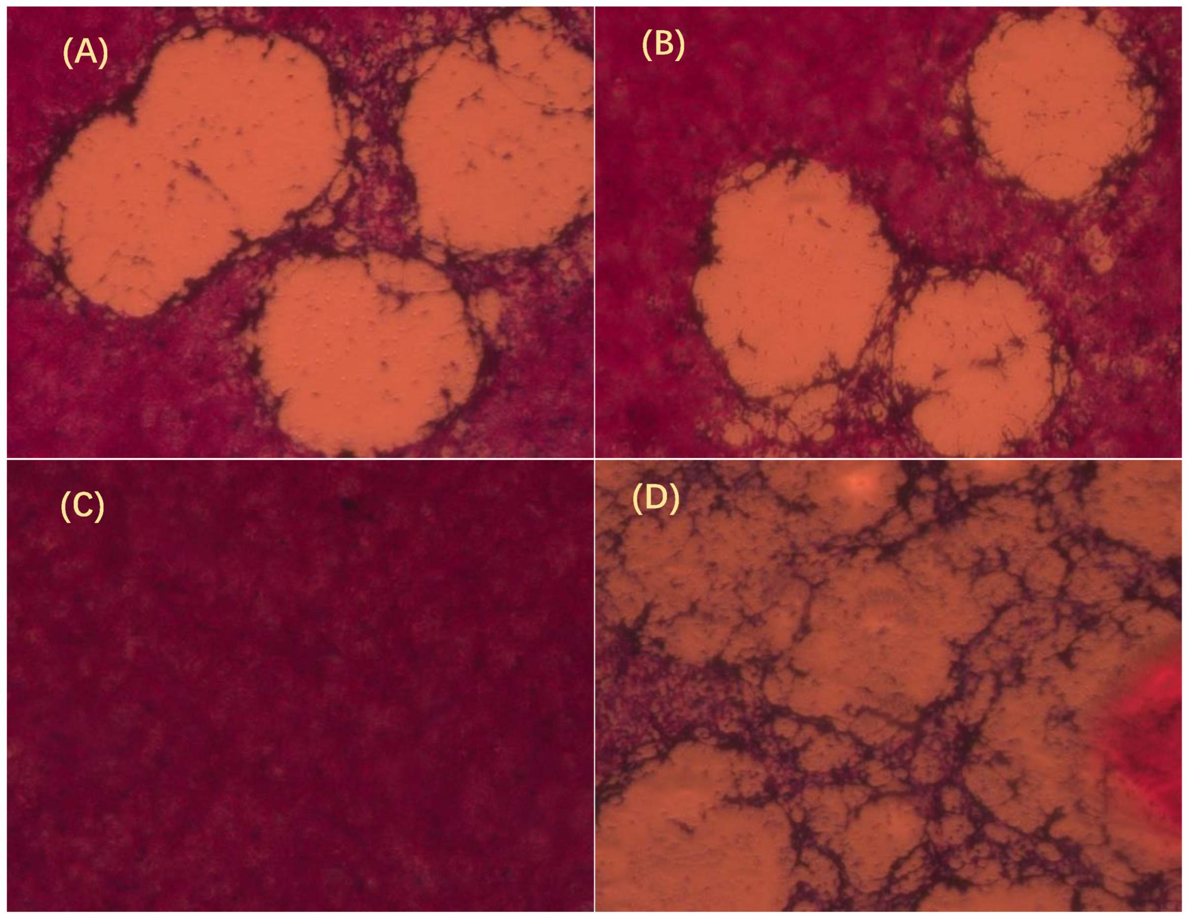 Viruses 14 02304 g005