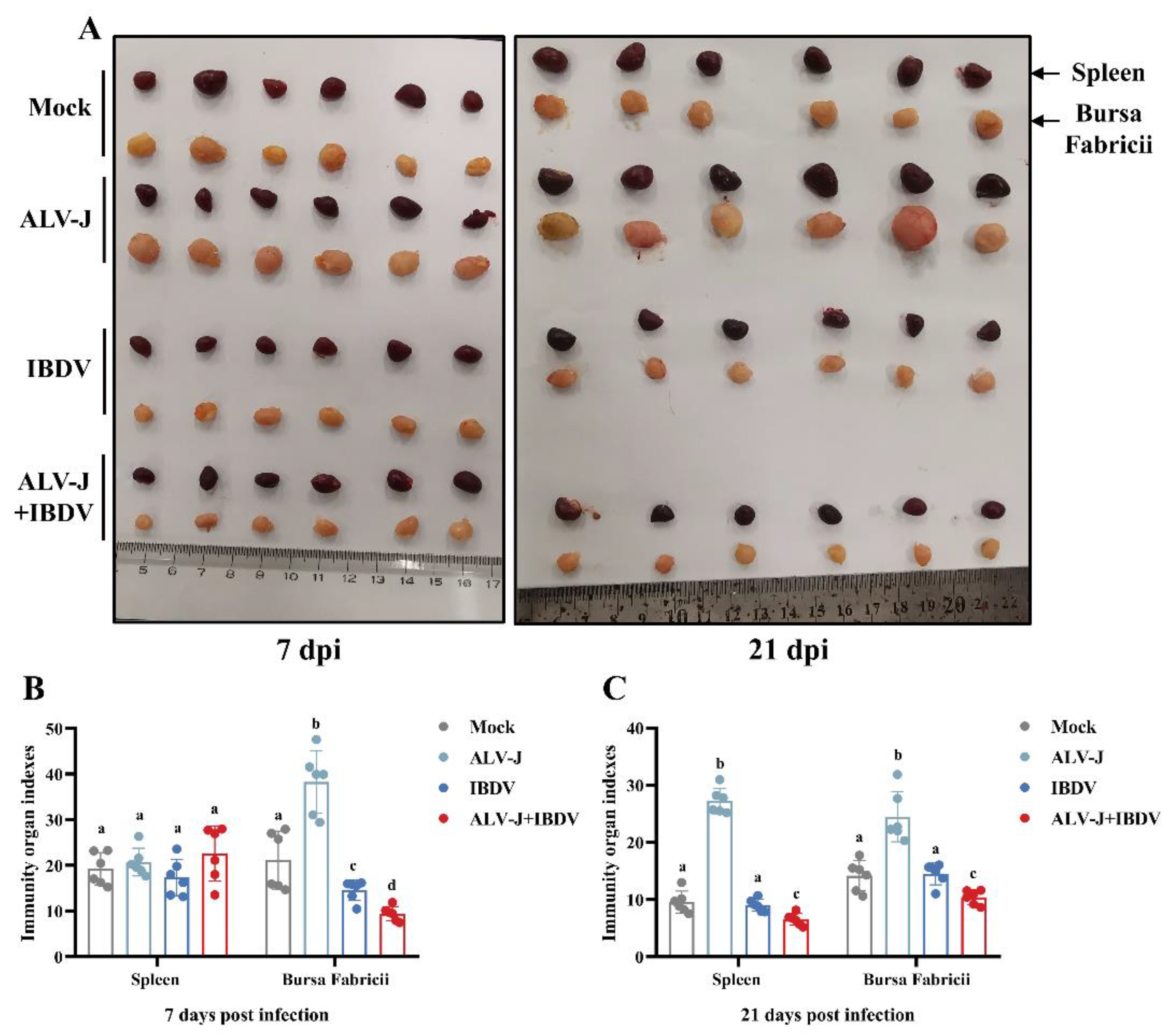 Viruses 14 02312 g006