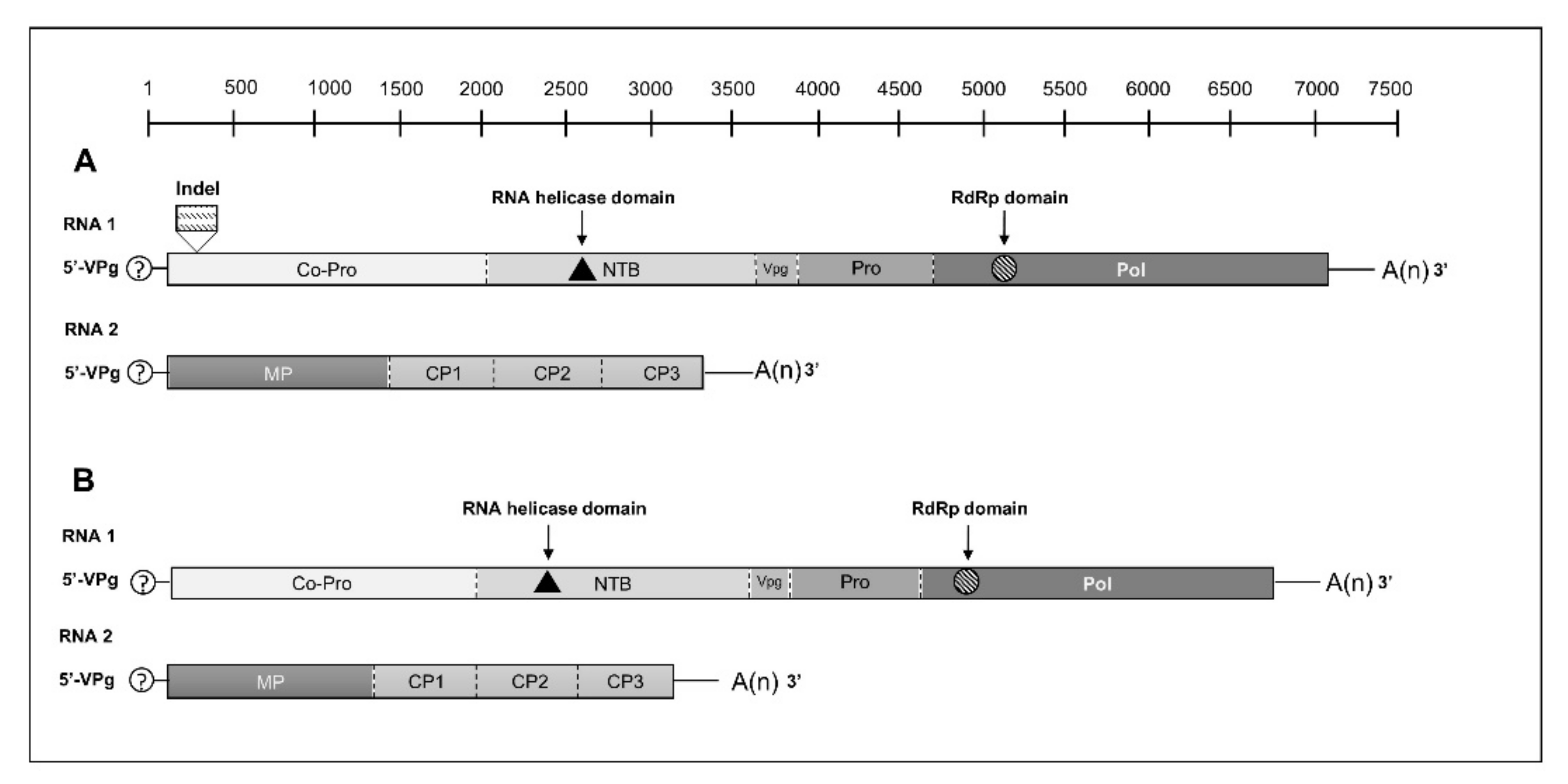 Viruses 14 02325 g001