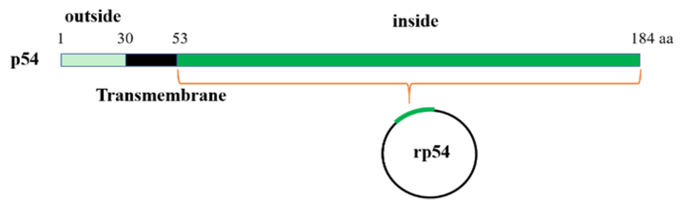 Viruses 14 02335 g001 Viruses 14 02335 g001